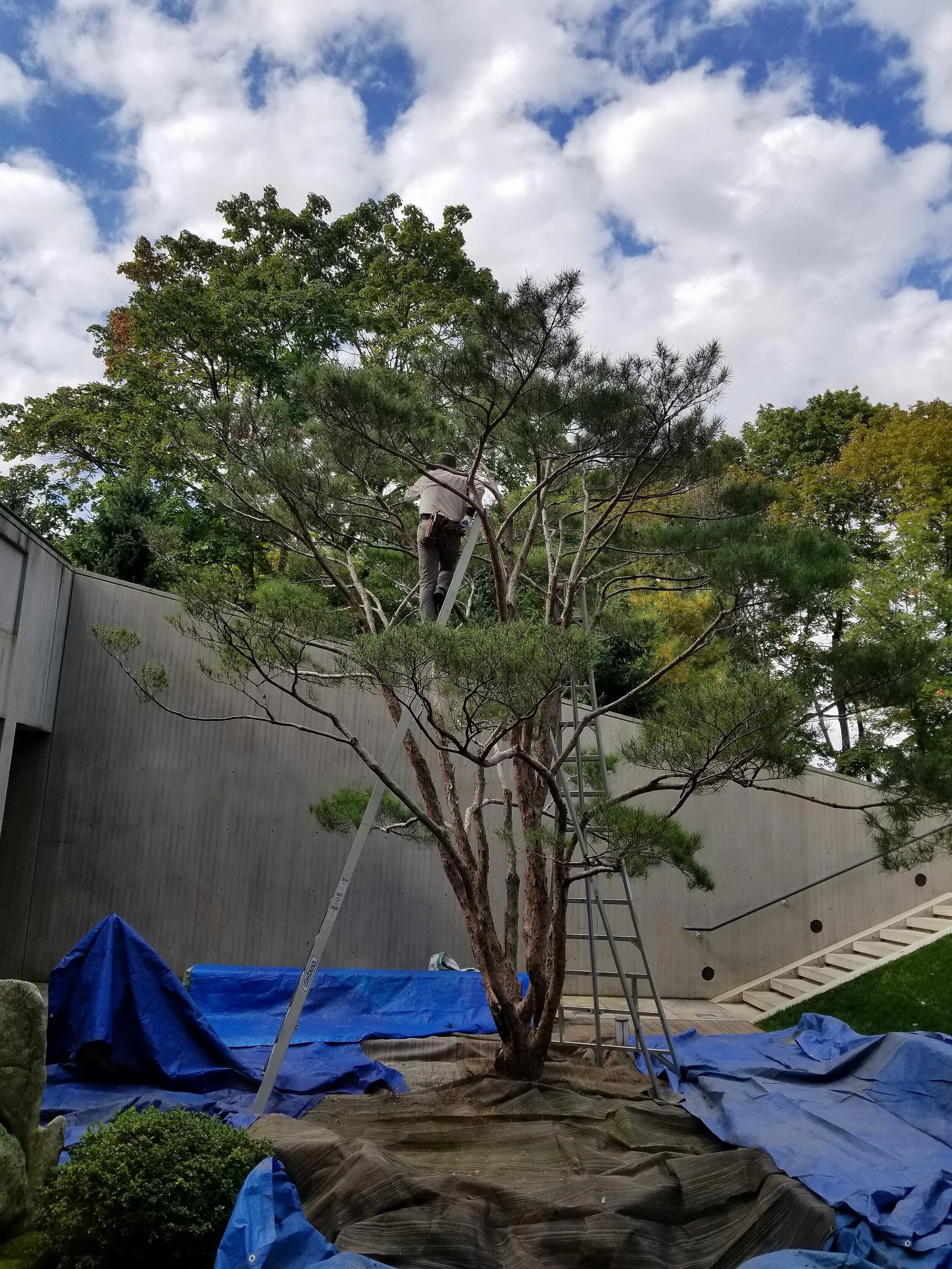 Pruning a large Japanese red pine tree in Ithaca, NY