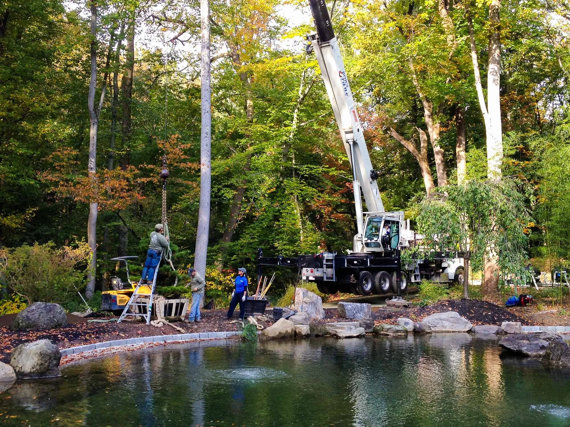 Using a crane in a Japanese Koi Pond by Osamari Garden Studio