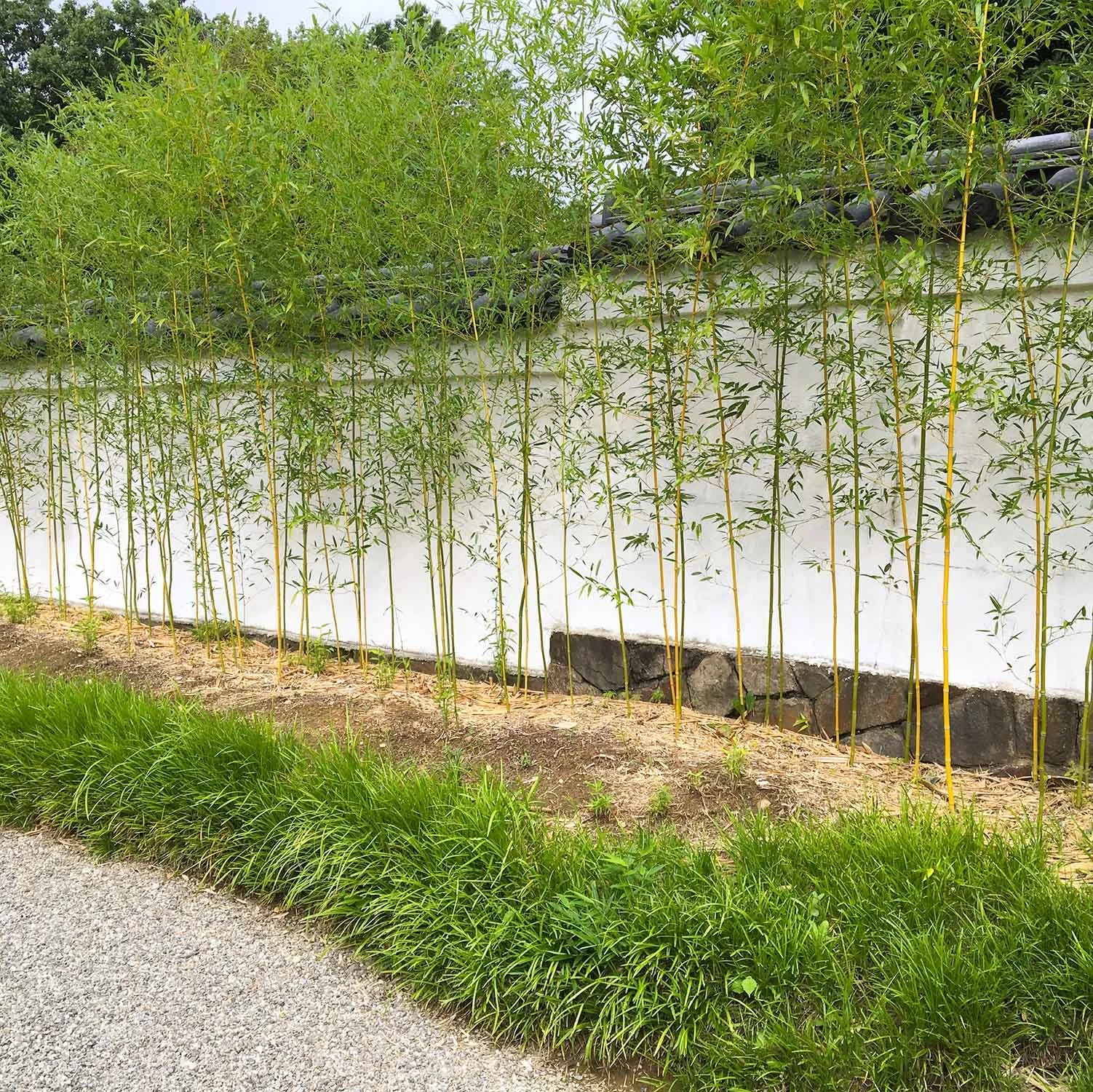Bamboo along Japanese garden wall with roof tiles