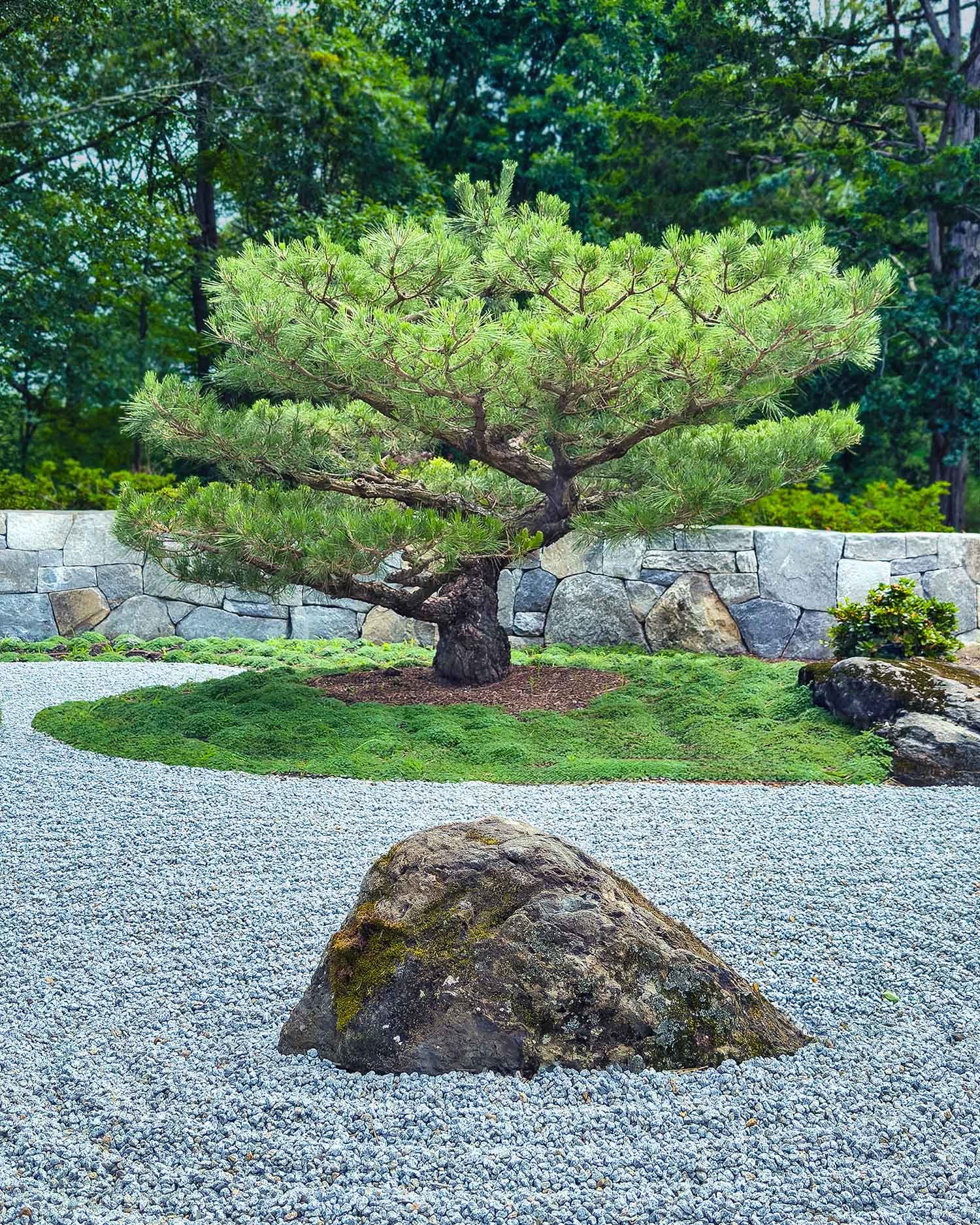 Japanese Meditation Garden With Raked Gravel and Pine Tree