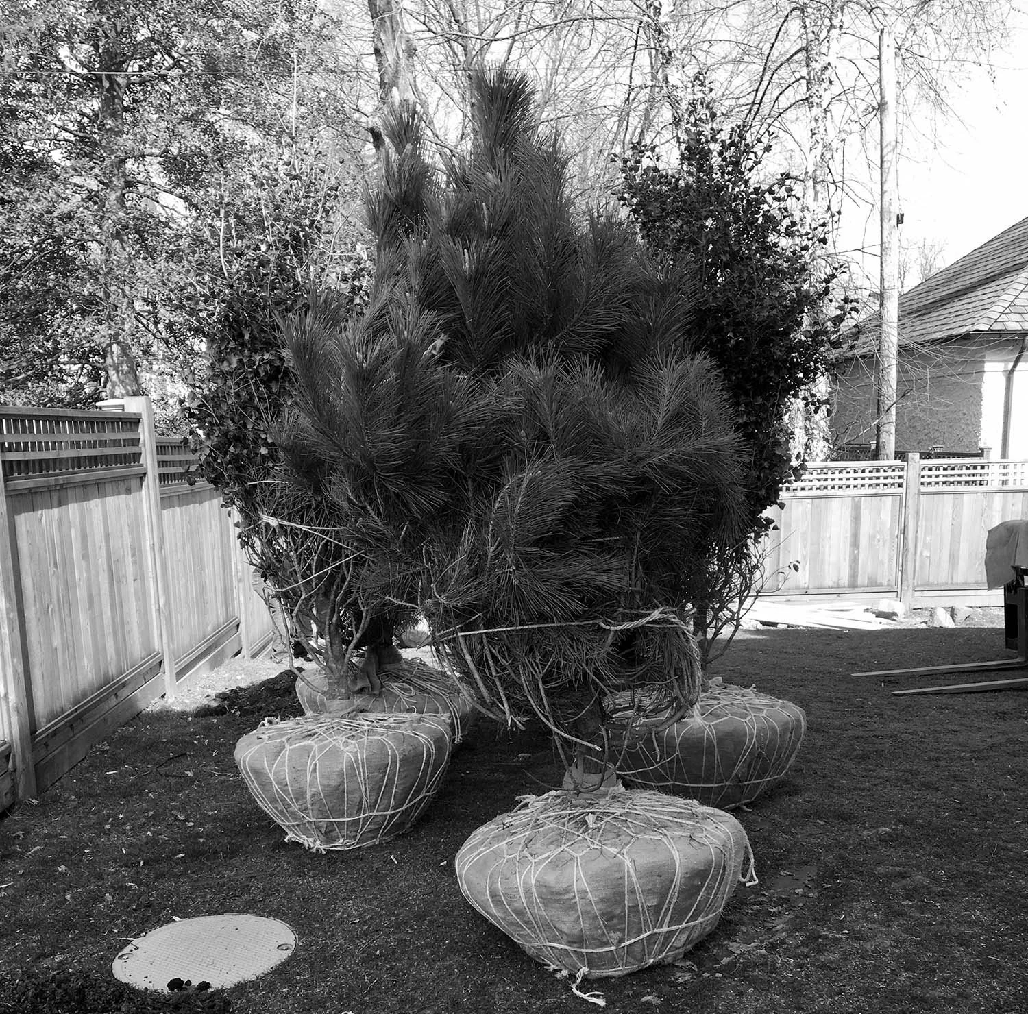 Black Pine trees for a Japanese garden in Princeton, NJ