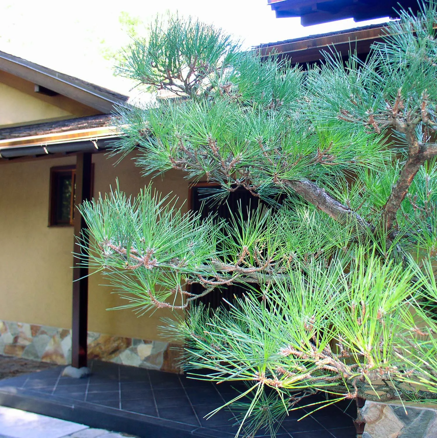 Detail ornamental pruning of Japanese garden pine tree