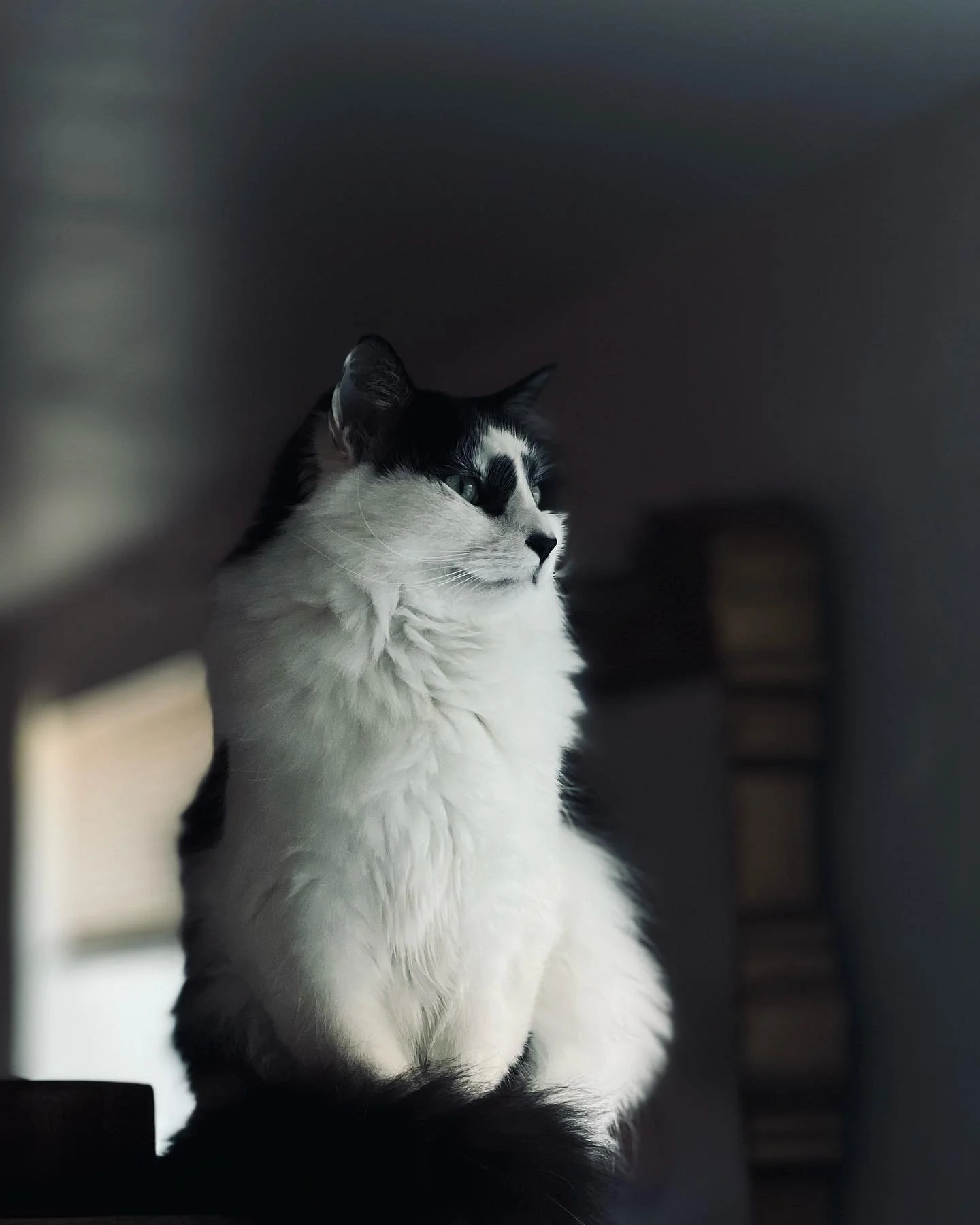 Kitty vibing w/ the relaxing spooky 👻 Sunday afternoon  #photography #photooftheday #love #instagood #instagram #photo #nature #picoftheday #photographer #beautiful #follow #art #fashion #travel #bhfyp #photoshoot #likeforlikes #instadaily #natureph