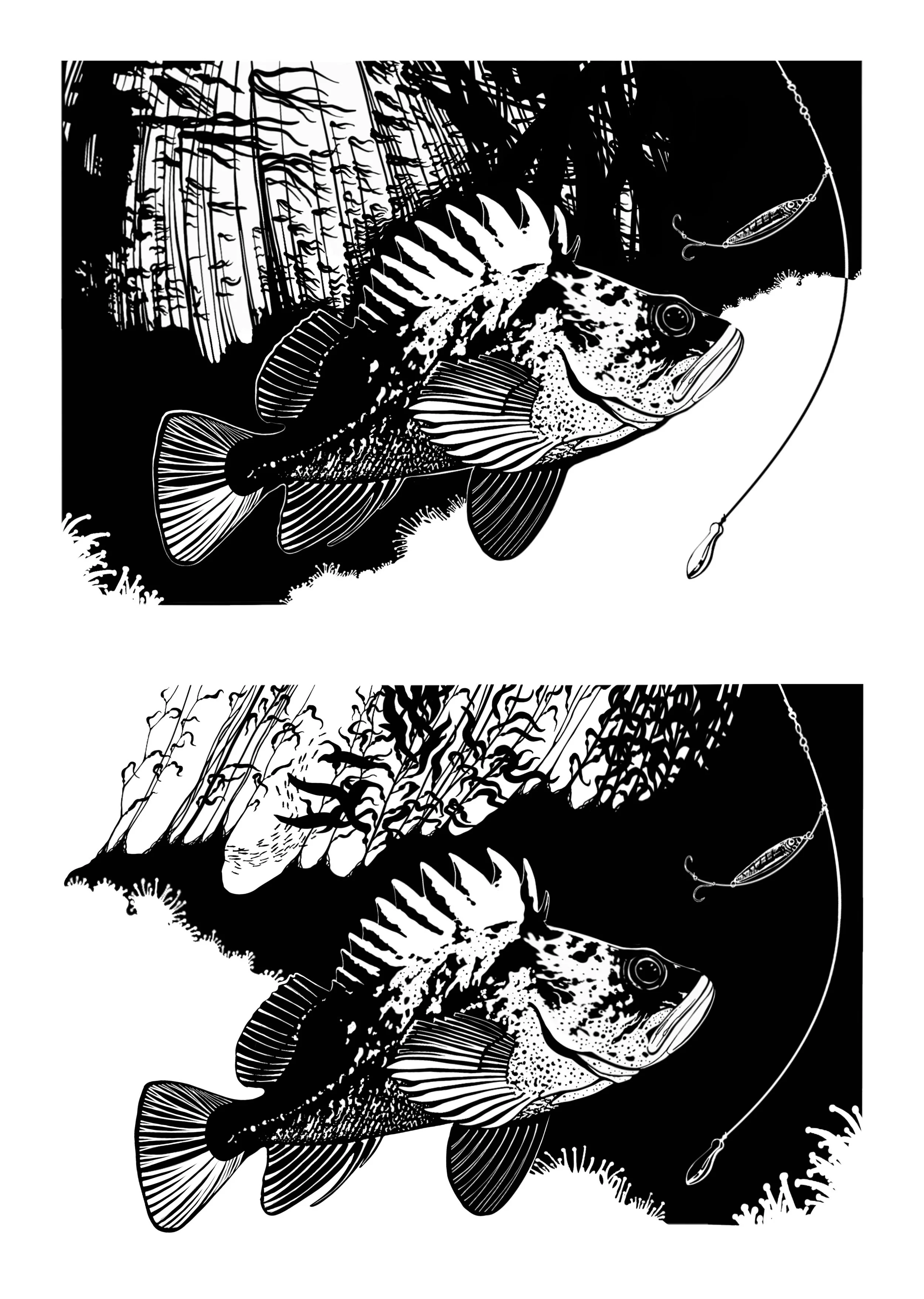 Drop Shot Quillback Two Takes - 2025 Procreate