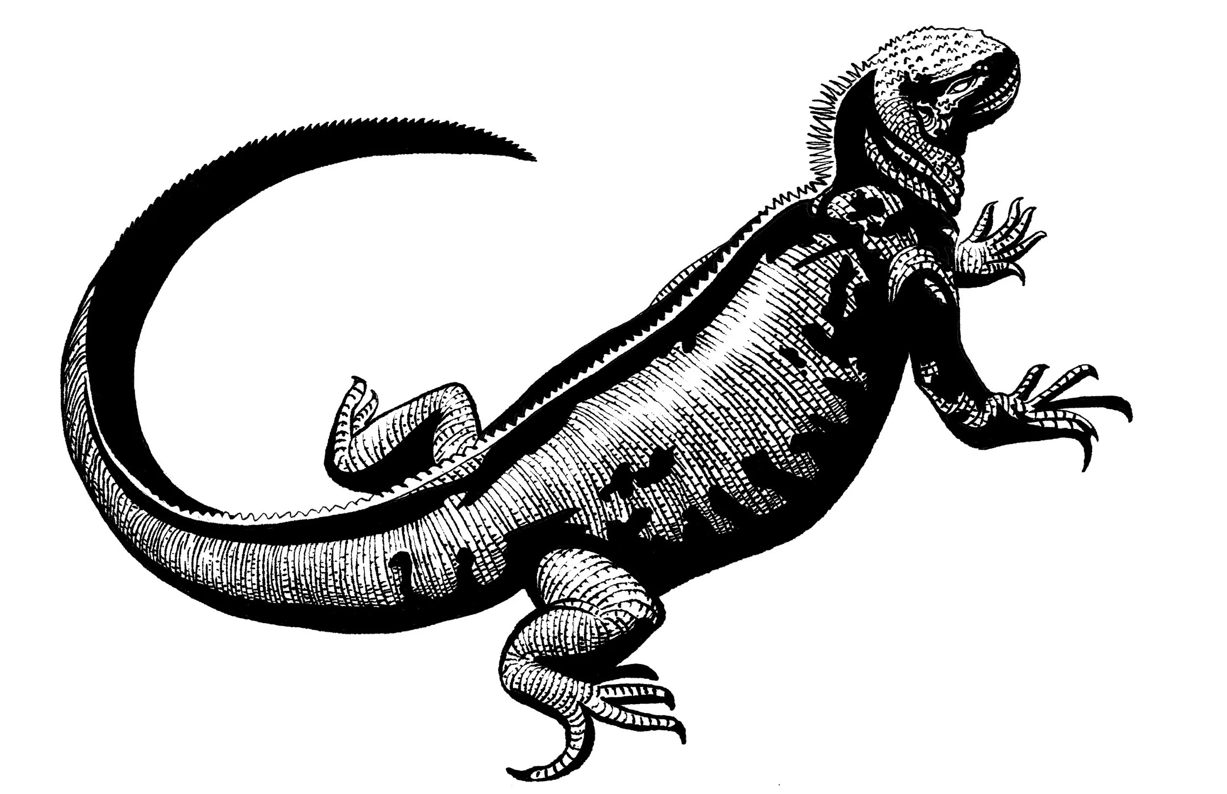 Marine Iguana - 2025 Photoshop