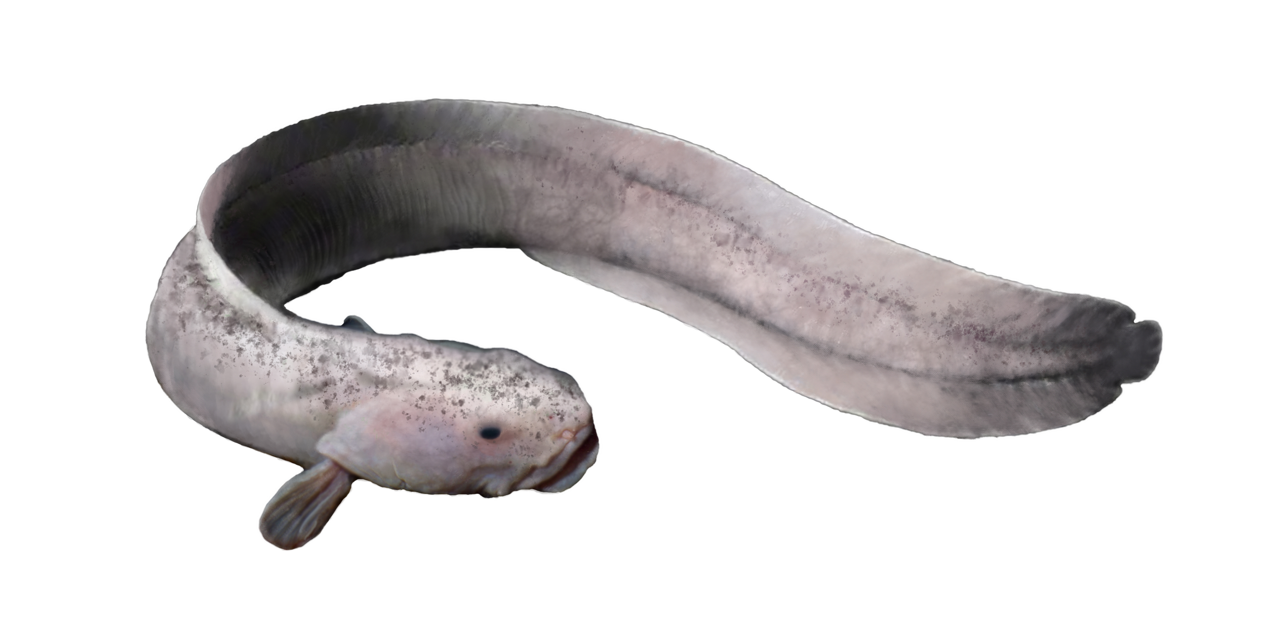 Thermarces cerberus - 2021 Photoshop