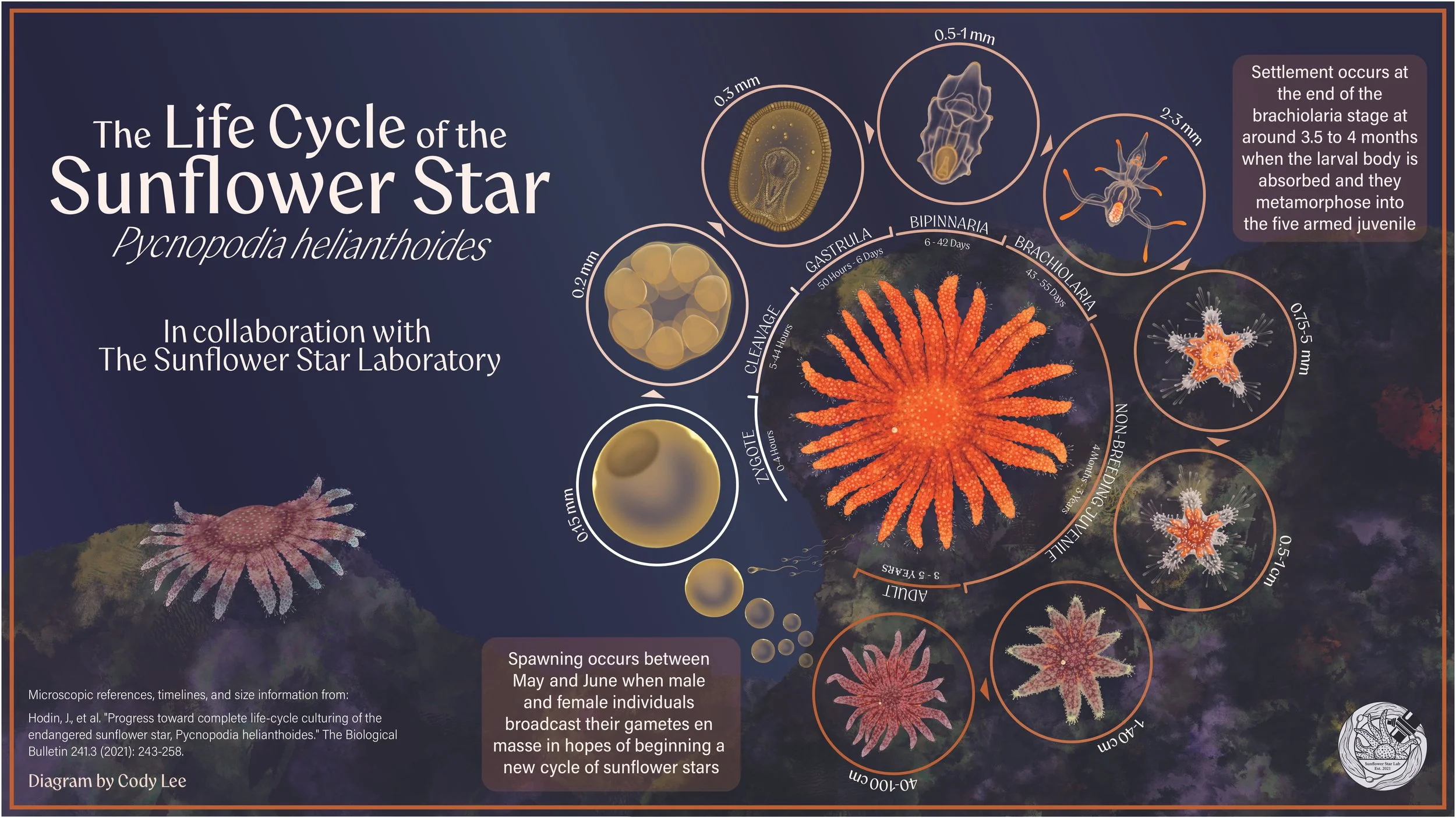 Sunflower Star Life Cycle Chart -  2025 Adobe Illustrator and Photoshop