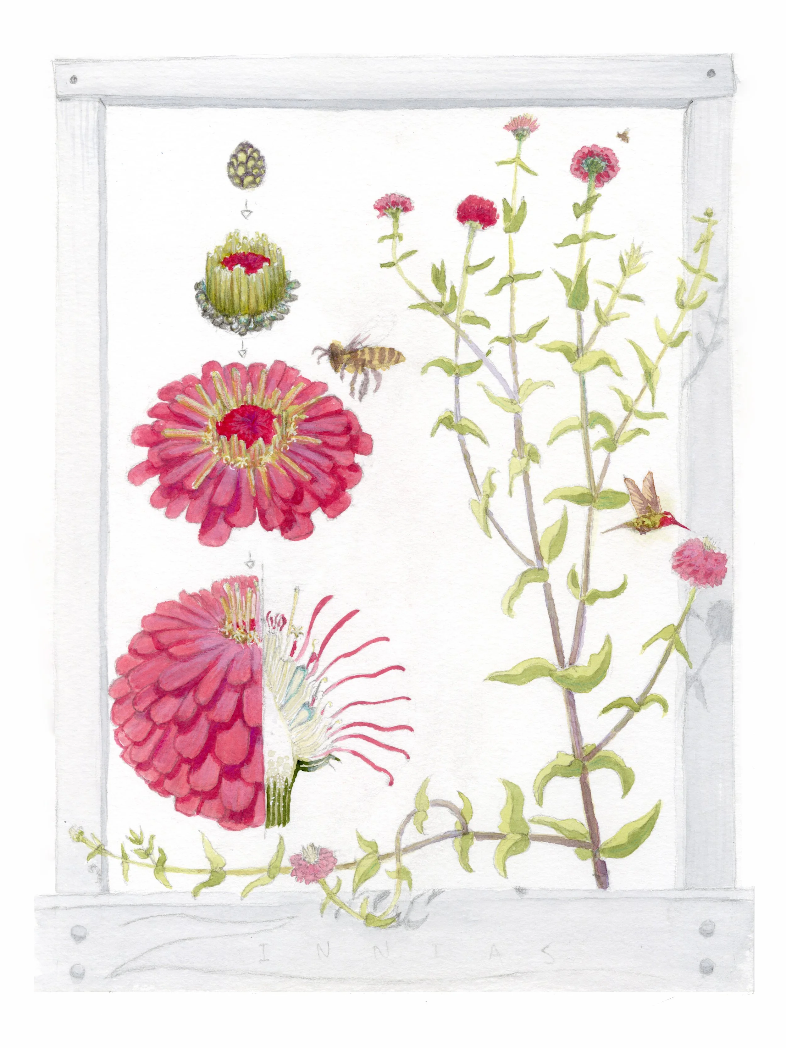 "Zinnia Succession" - 2025 Watercolor