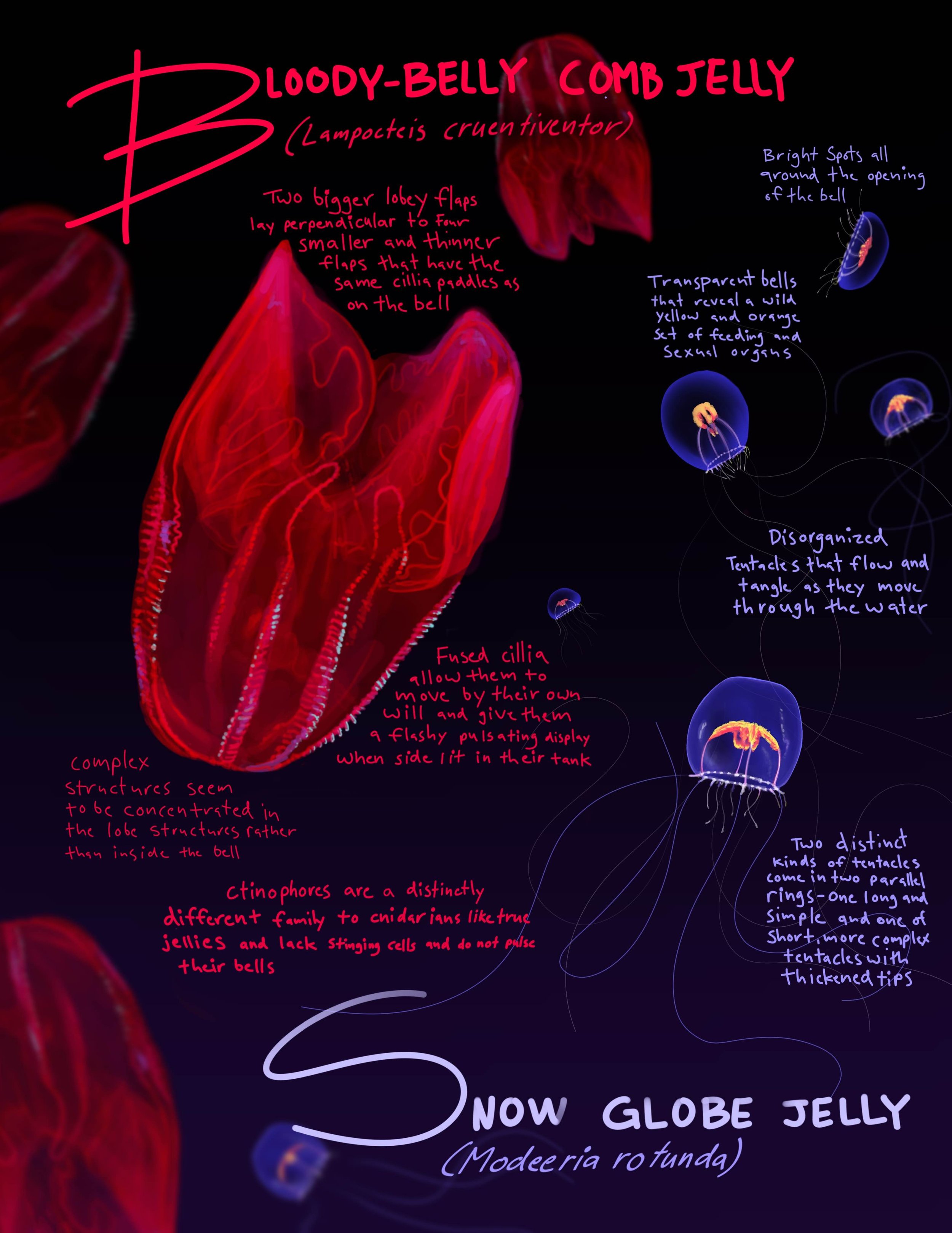 Compare and Contrast Jellies - 2025 Procreate