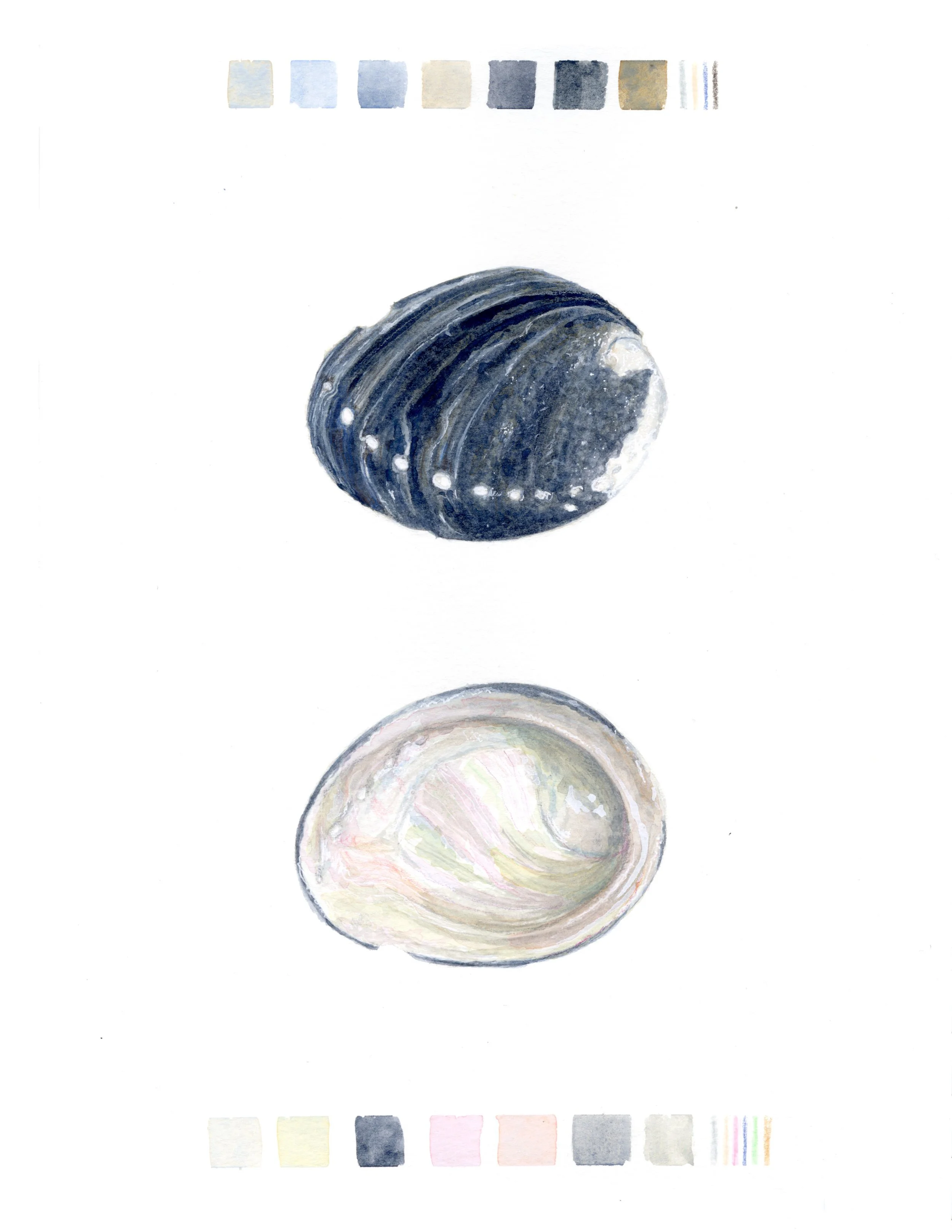 Black Abalone - 2025 Watercolor