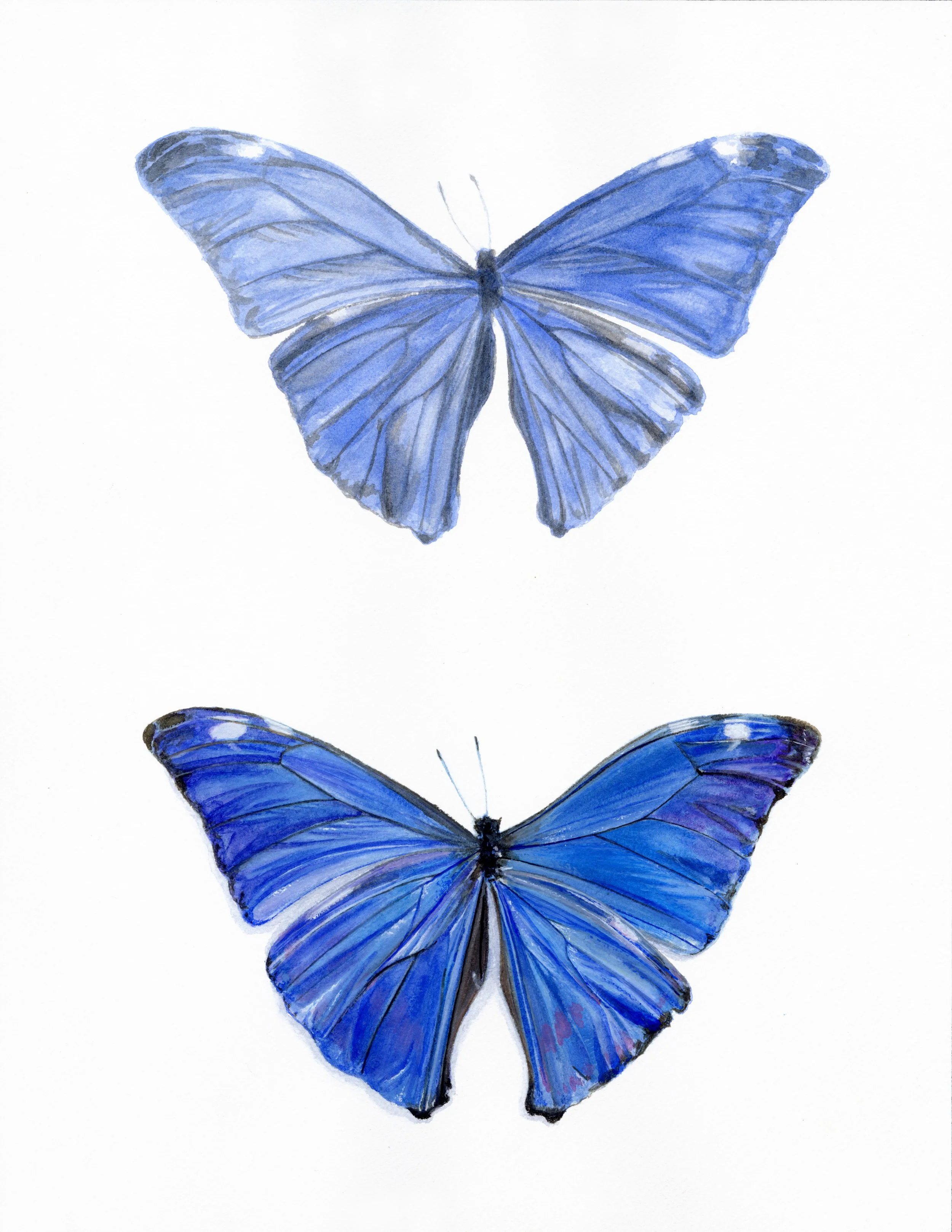 "Blue Morpho" - 2026 Watercolor and Gauche