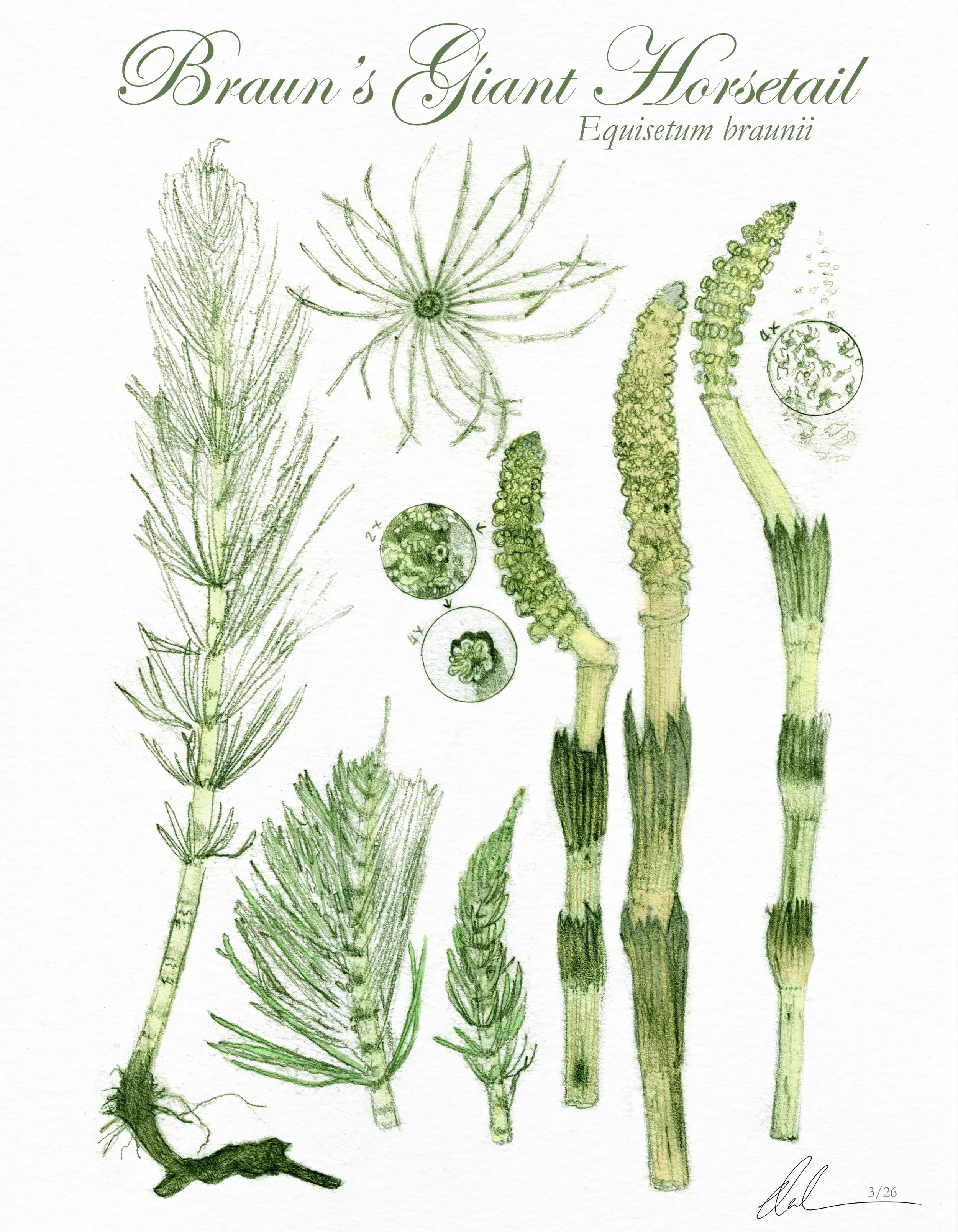 Braun's Giant Horsetail - 2026 Graphite and Adobe Photoshop