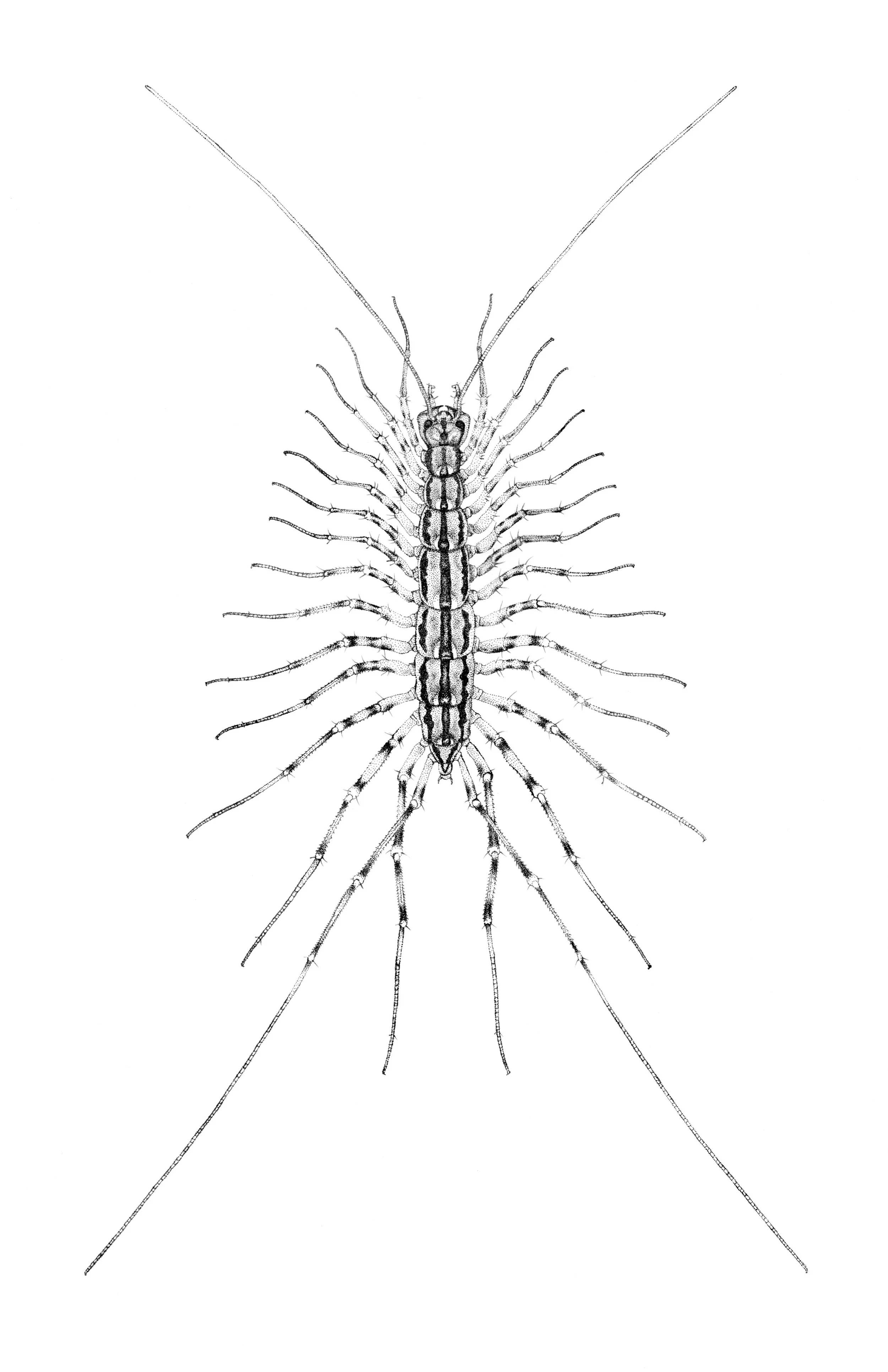 House Centipede - 2025 Micron Pen