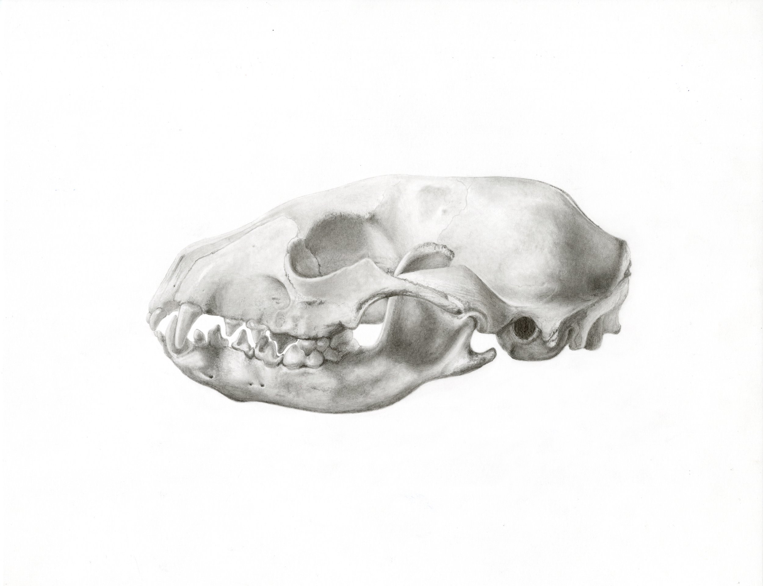 Raccoon Skull - 2025 Graphite