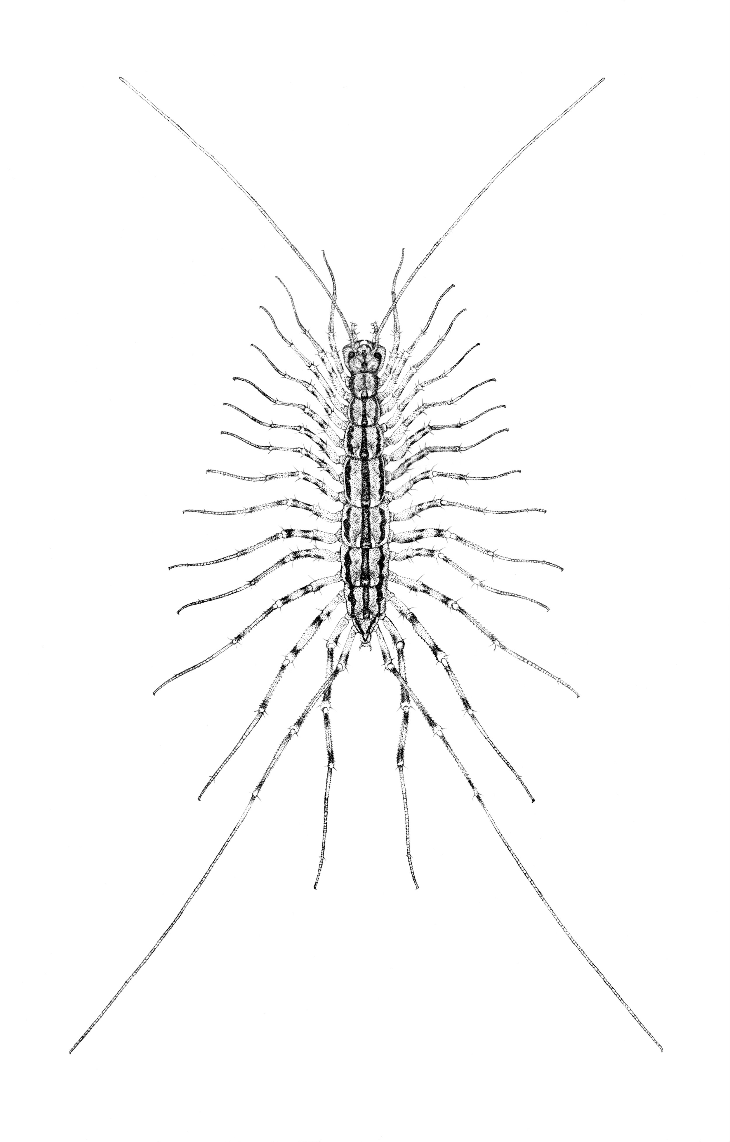 House Centipede - 2025 Micron Pen
