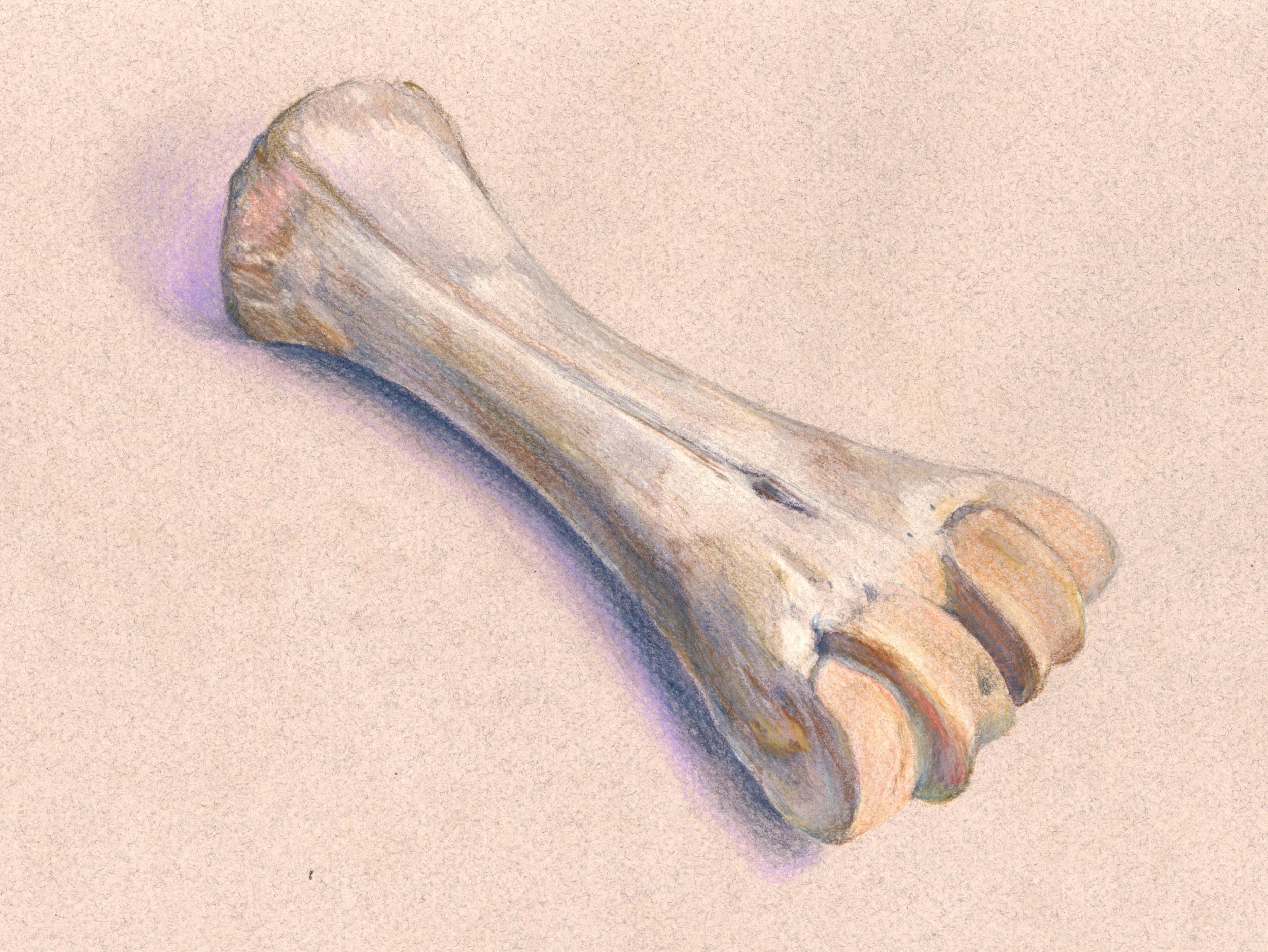 "Metatarsal" - 2026 Colored Pencil on Toned Paper