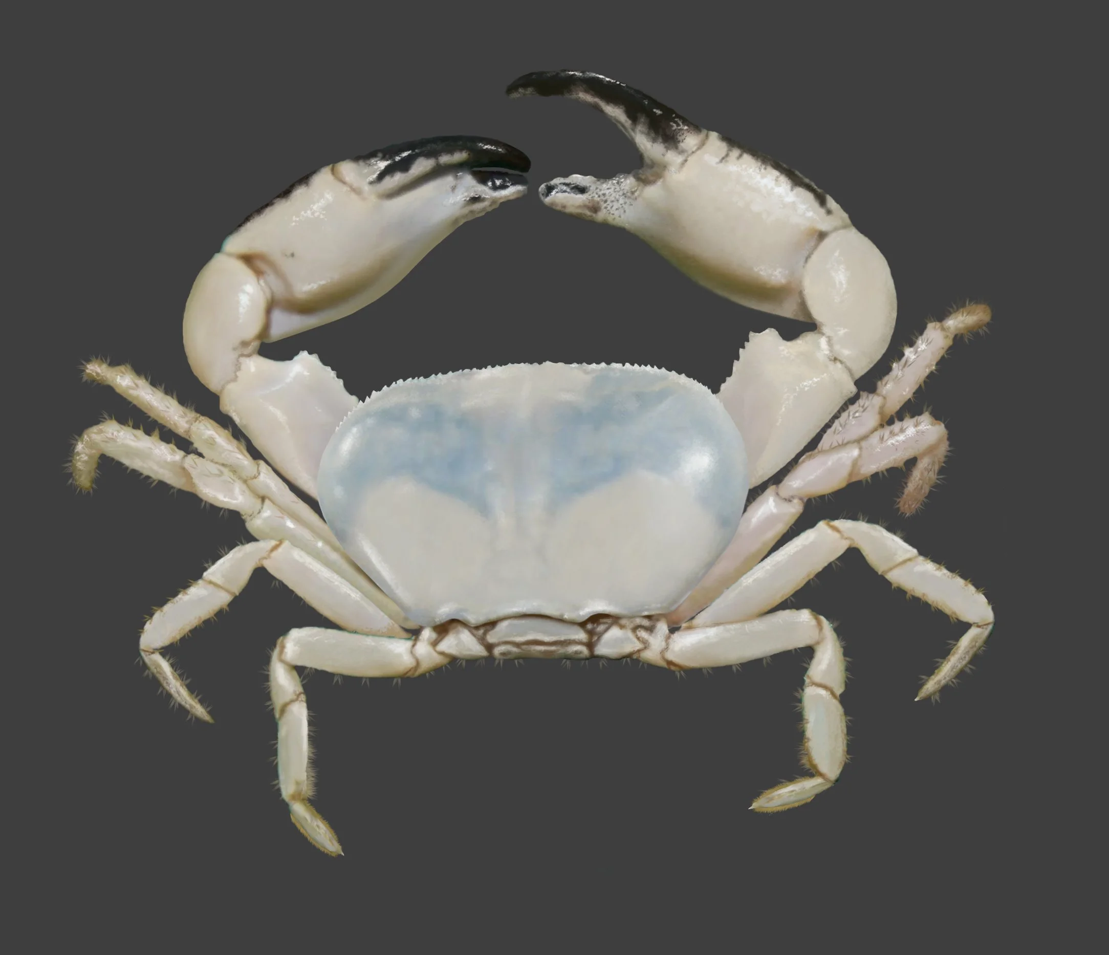 Bythograea thermydron - 2021 Photoshop