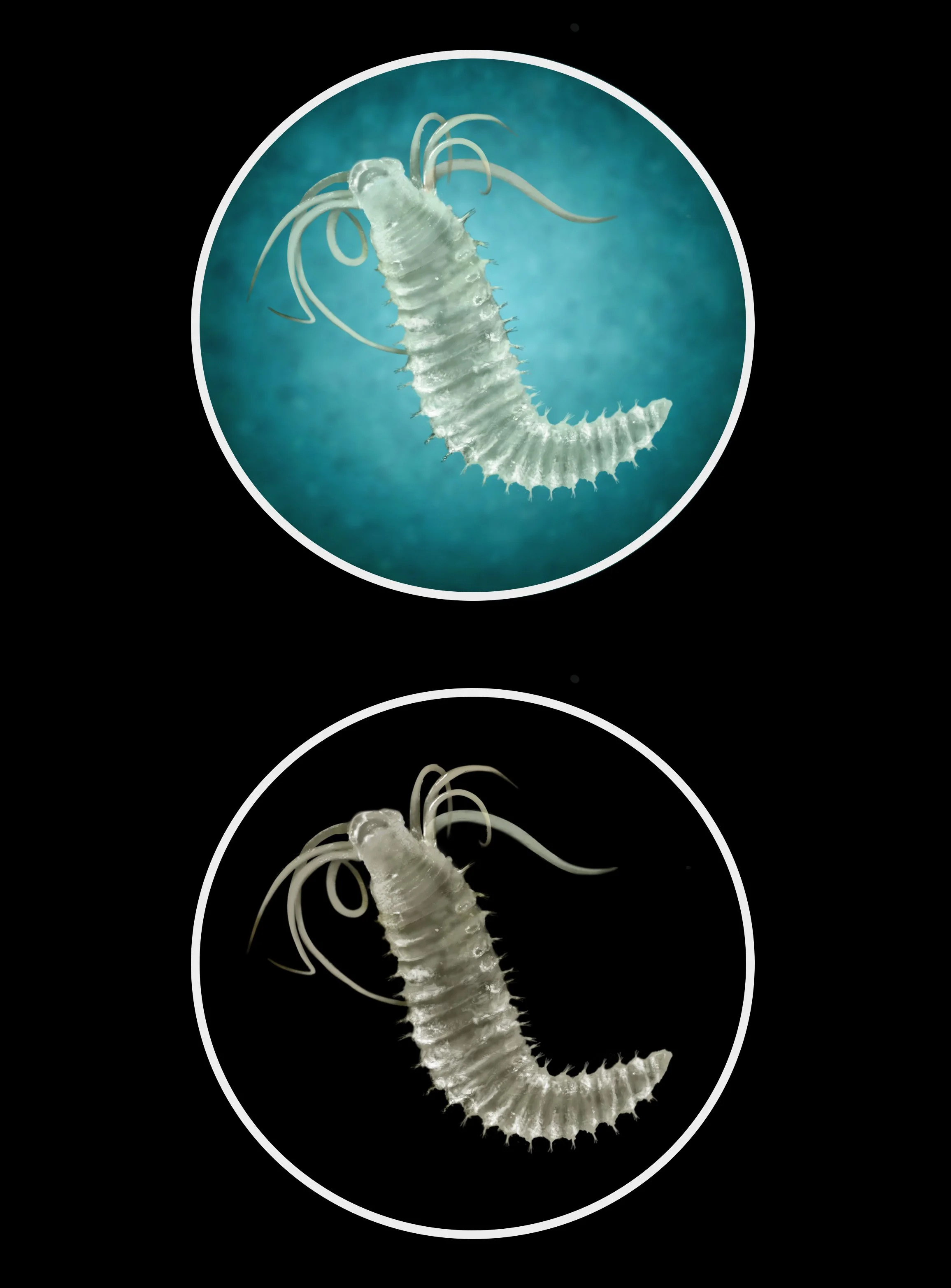 Amphisamytha galapagensis - 2021 Photoshop