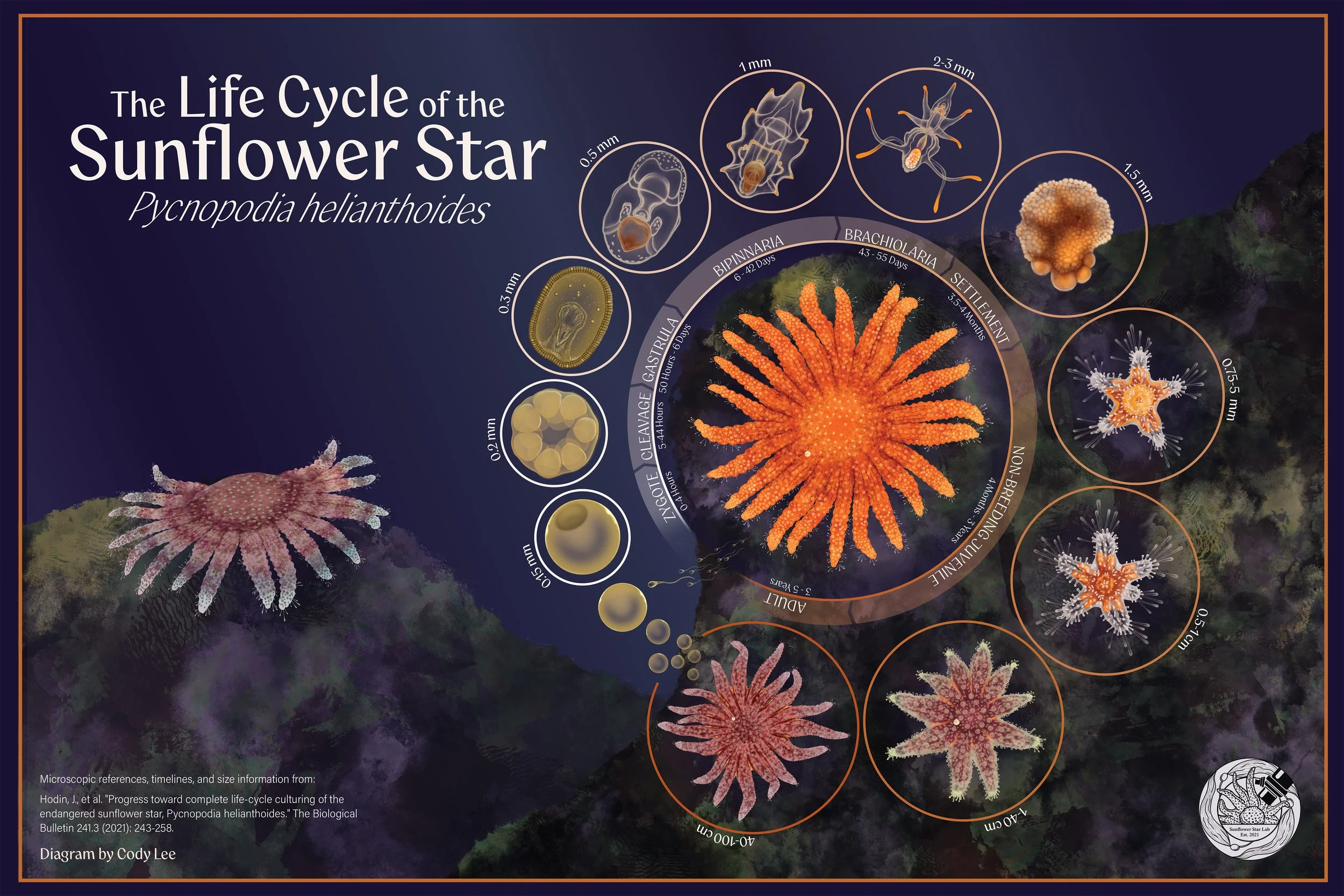 Sunflower Star Life Cycle Chart -  2025 Adobe Illustrator and Photoshop