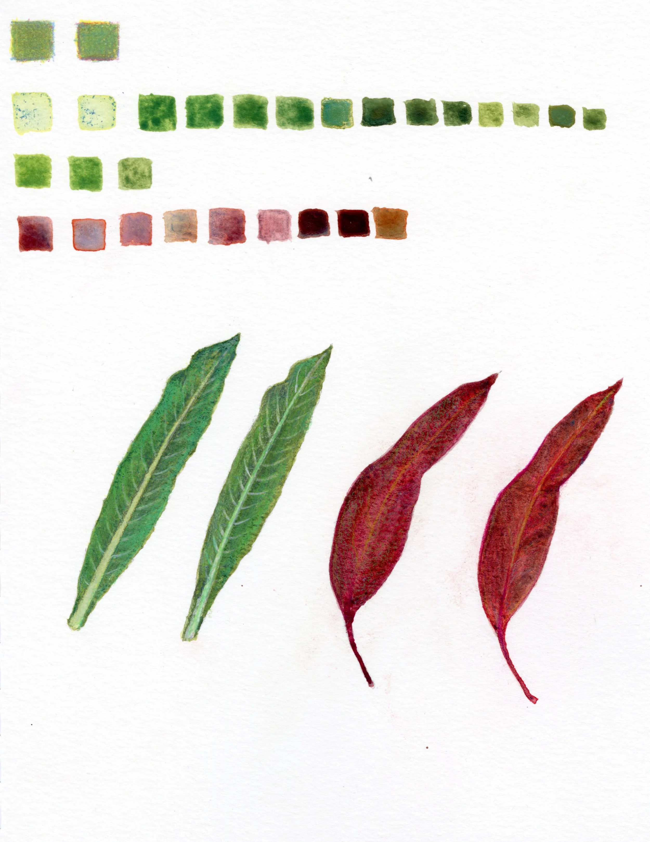 Leaf Studies Fort Ord - 2025