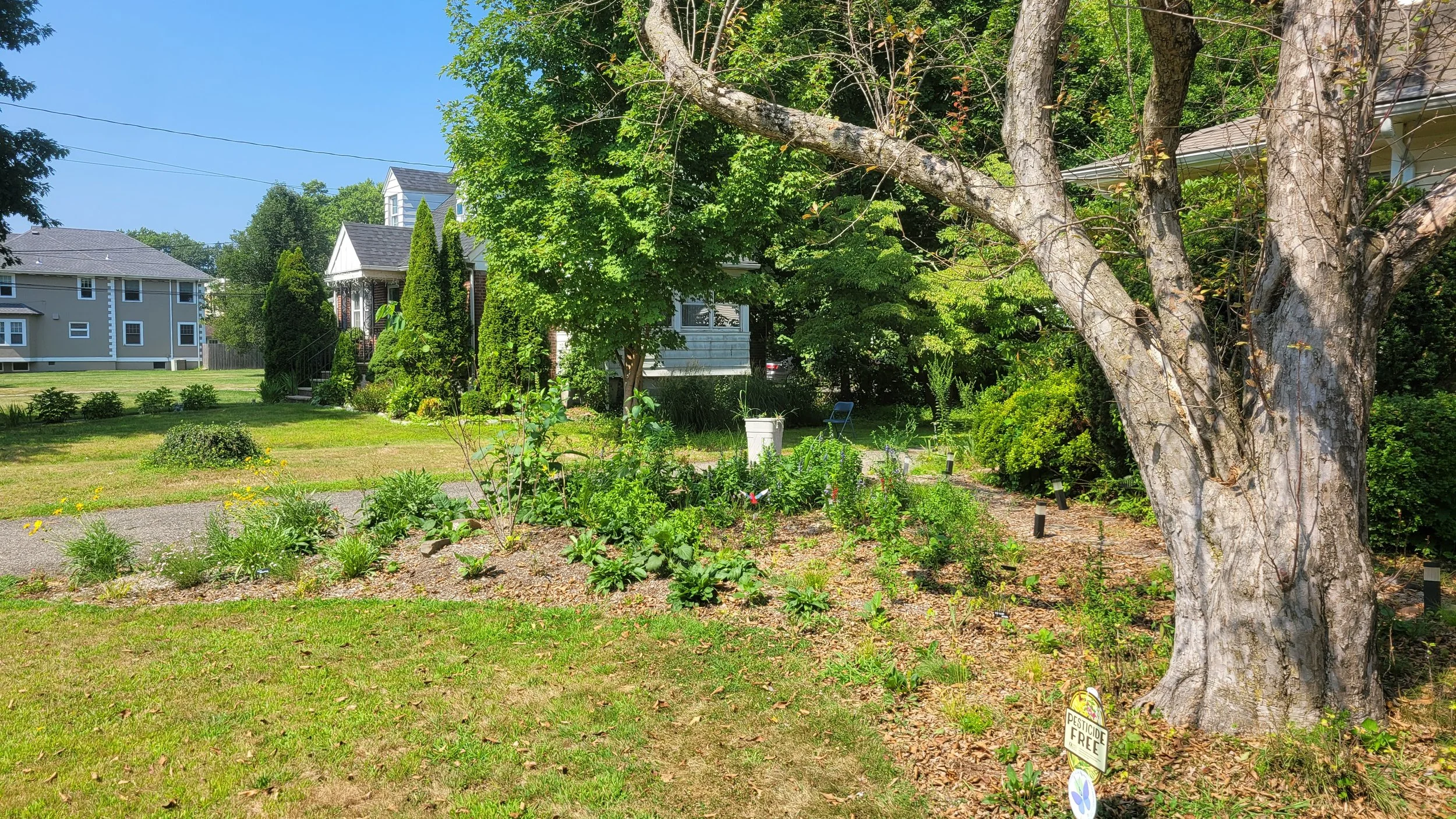 One year after planting- more and more blooms will fill in each year
