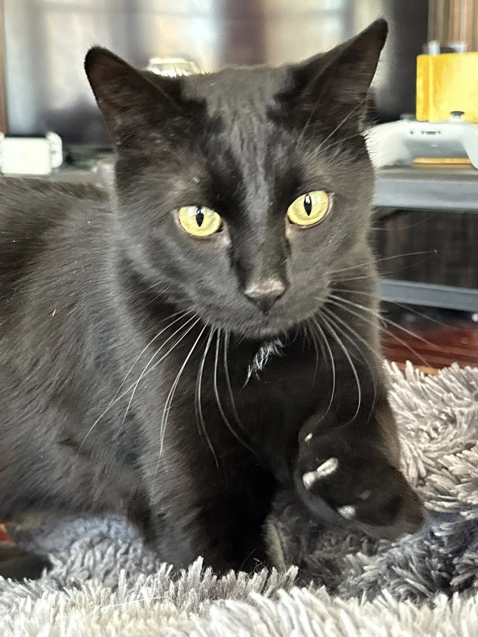 Close-up of a black cat with yellow eyes lying on a gray shaggy rug in an indoor setting.