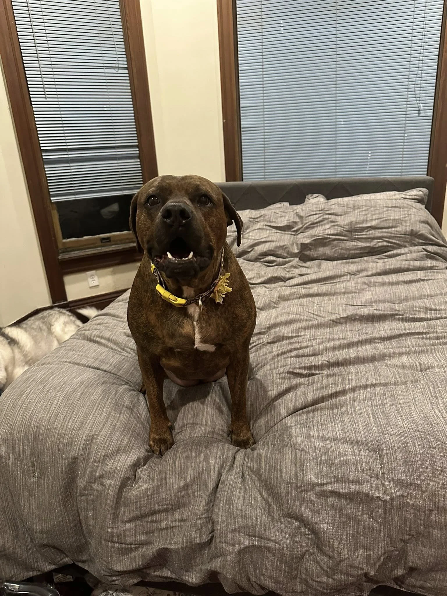 A brown dog with a yellow collar sits on a rumpled gray bedspread in a bedroom with blinds closed on the windows.