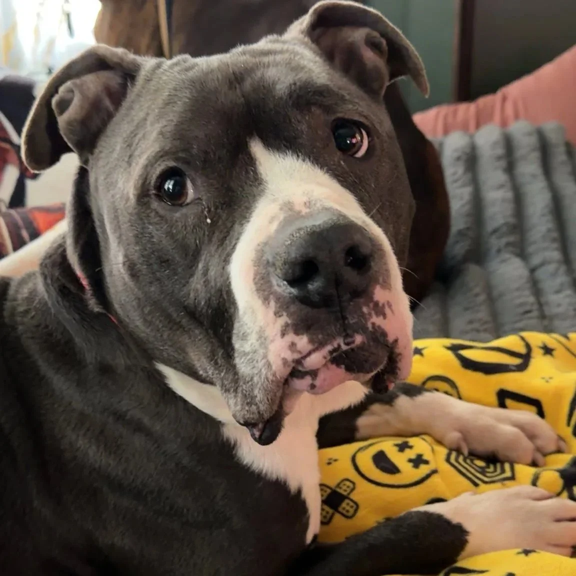 Close-up of a gray and white pit bull dog resting on a yellow blanket with black emojis, in a cozy indoor setting.