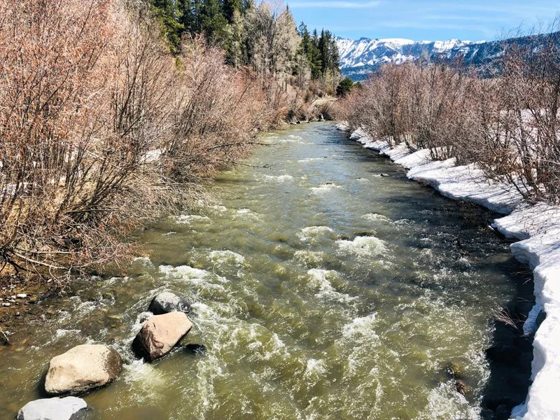 Spring 2019 Newsletter