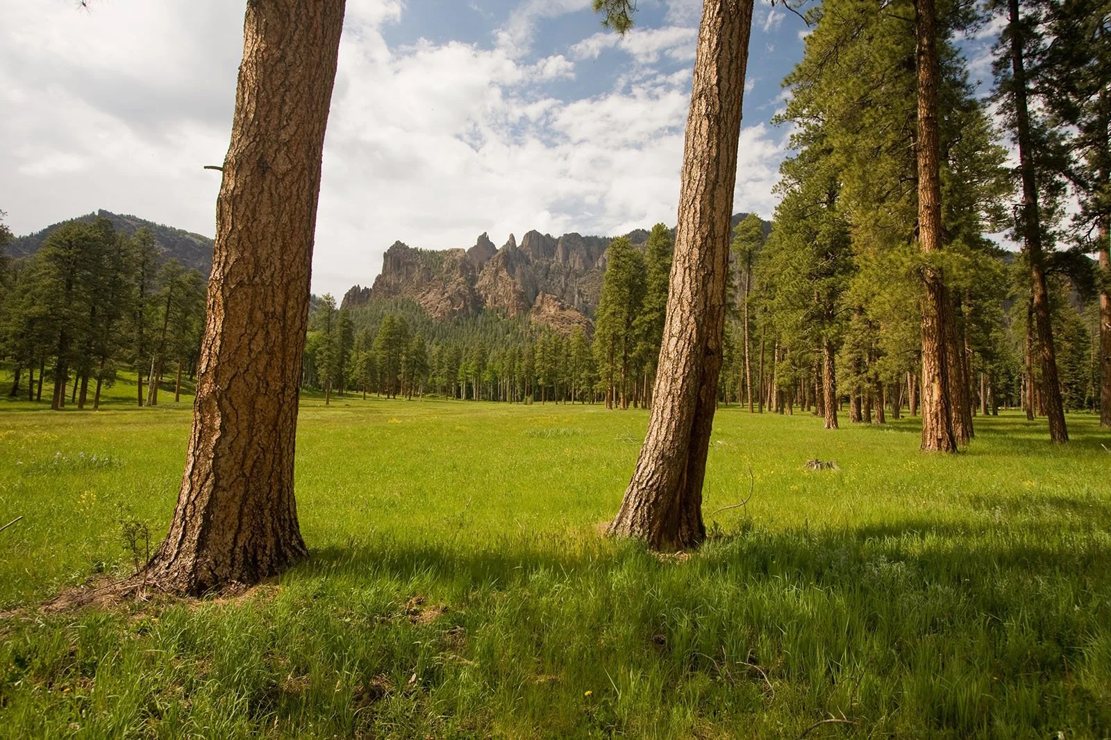 ponderosa pine at the notch ranch