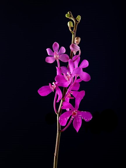 Mokara Orchids