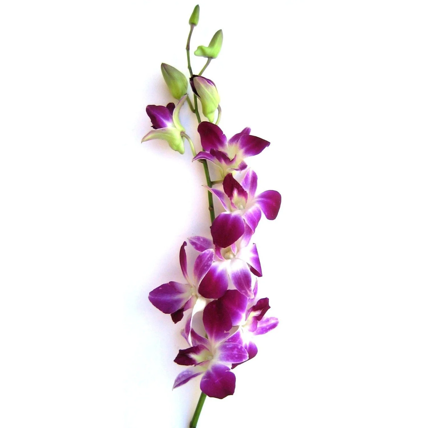 Dendrobium Orchids