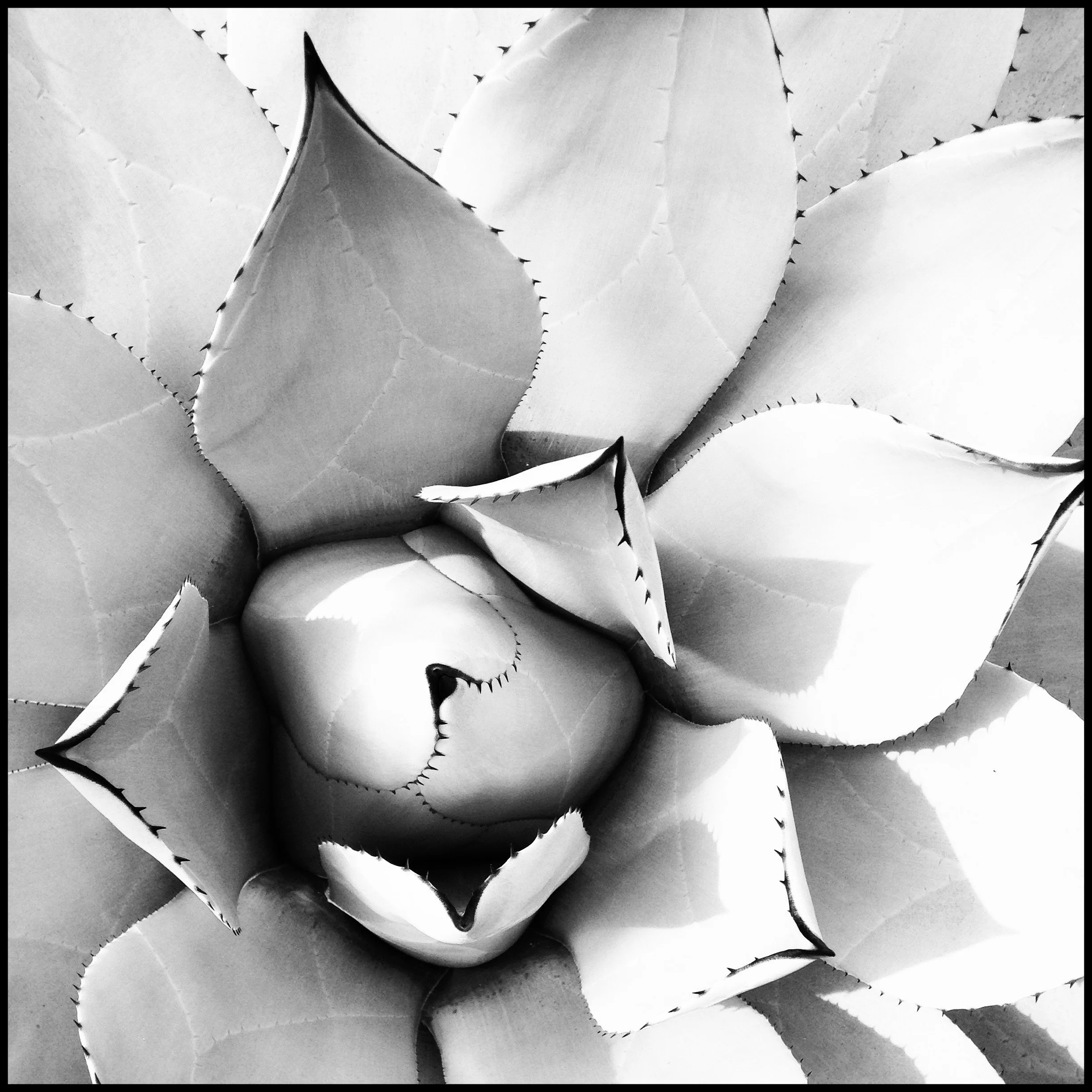 Botanical Architecture