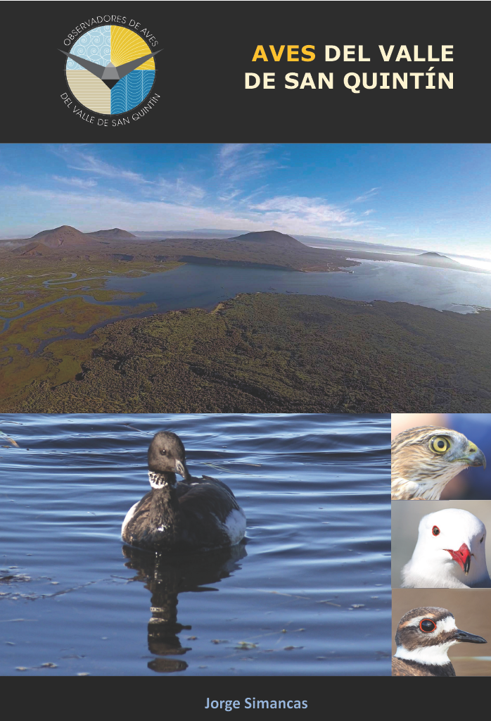 Guía de aves de San Quintín
