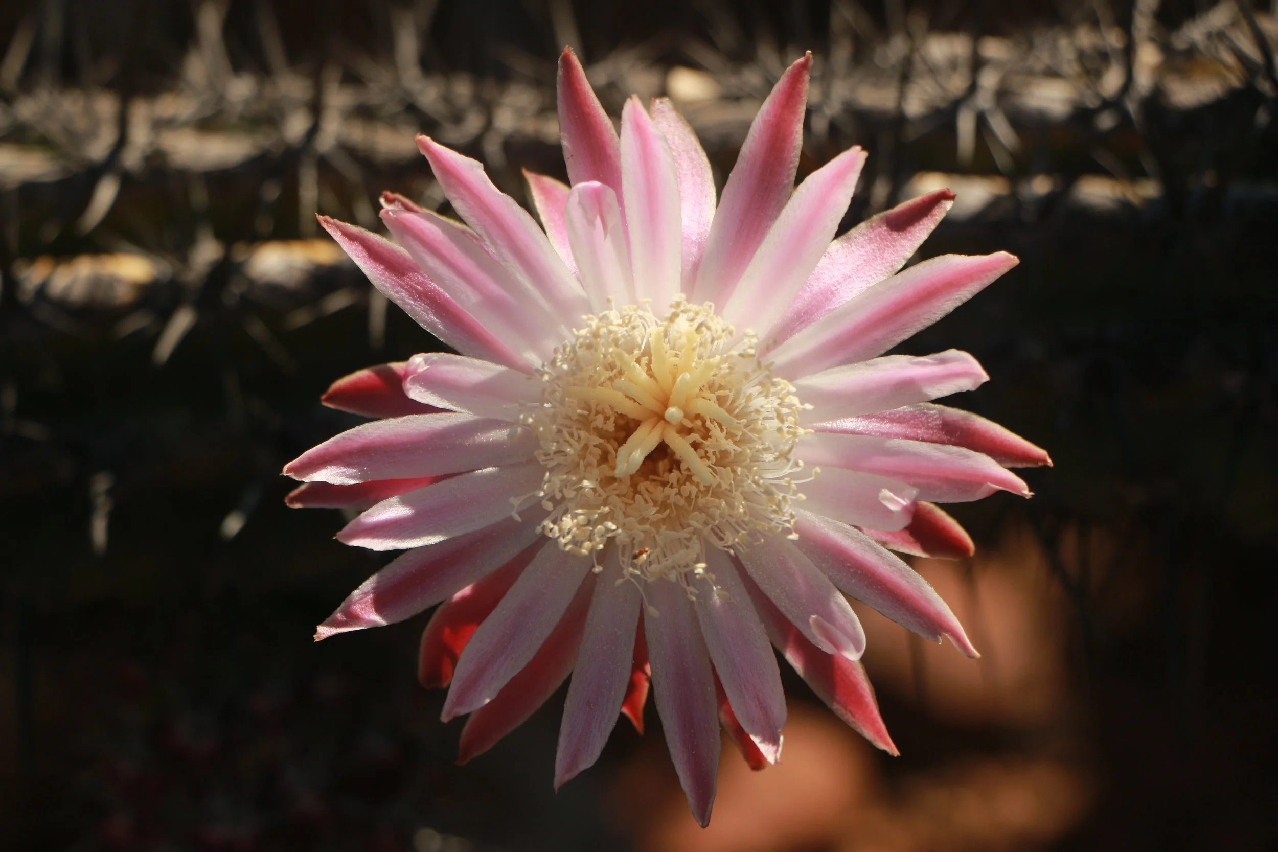 Vivero de plantas nativas / Native plants nursery