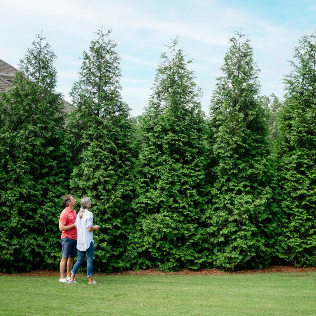 Thuja Green Giant Privacy Trees - $20 (0 of 8 needed)