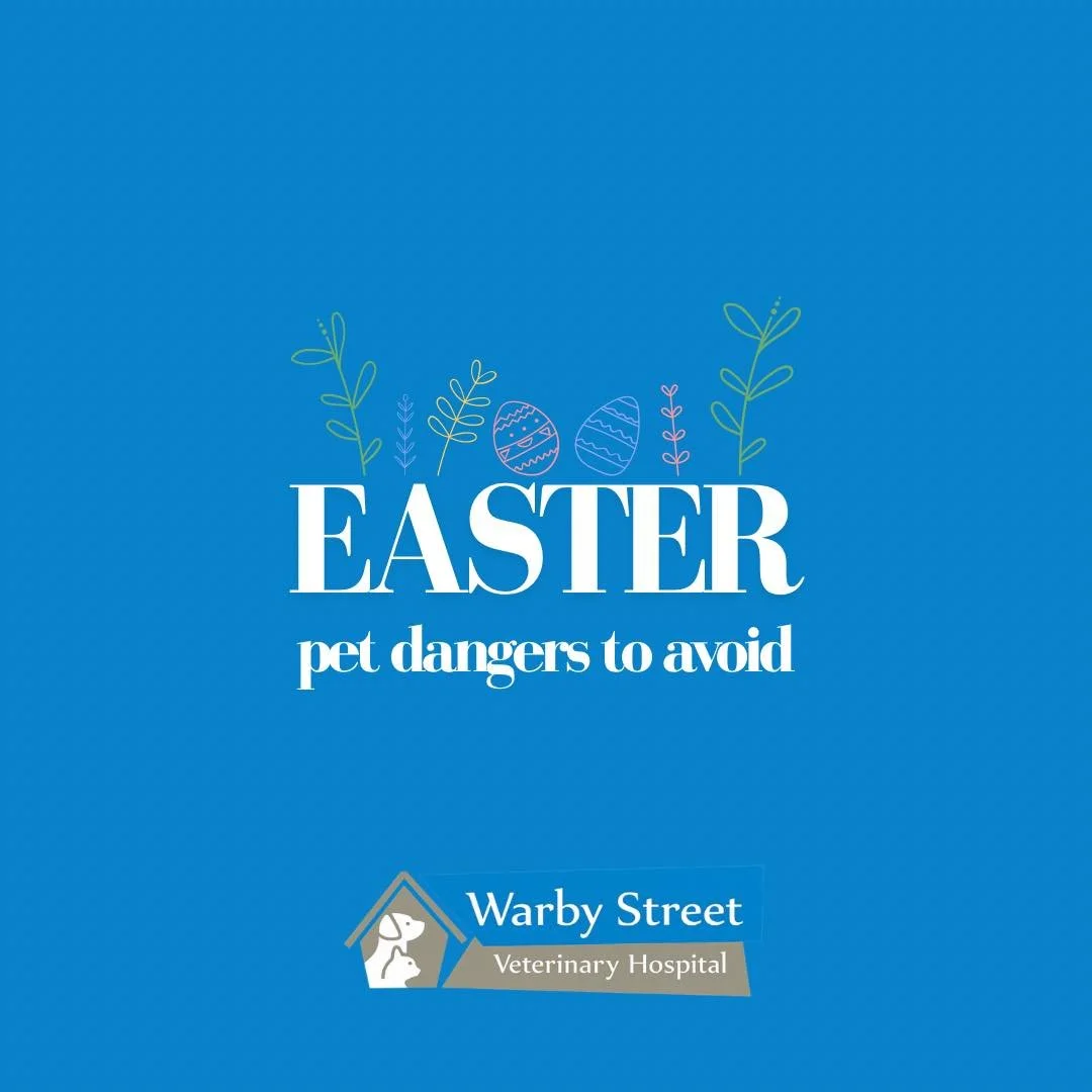 🐣 EASTER PET DANGERS
Keep your pets safe this weekend!

🍫 Chocolate
Toxic to dogs &amp; cats (theobromine)
Dark chocolate = highest risk
Can cause vomiting, seizures, even death

🍞 Hot Cross Buns &amp; Raisins
Raisins/sultanas &rarr; kidney failur
