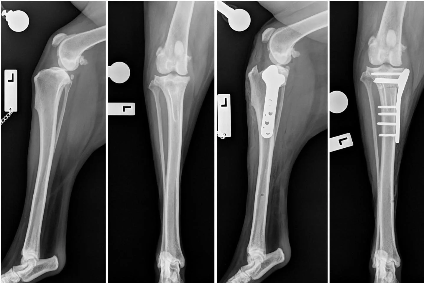 Why do some dogs need surgery for cruciate ligament injuries?

Not every dog with a cruciate injury requires surgery, but for many medium and large breed dogs, surgical stabilisation gives the best long-term outcome.

A TPLO (Tibial Plateau Levelling