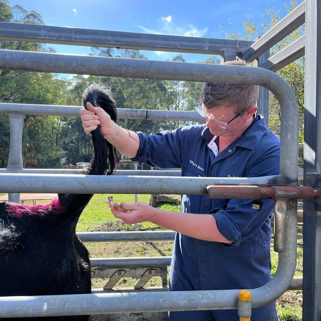 We are proud to provide high-quality veterinary care for all types of large animals, from cattle and horses to sheep, goats, pigs, and poultry. 

Our experienced team is dedicated to supporting the health and productivity of your animals with a wide 