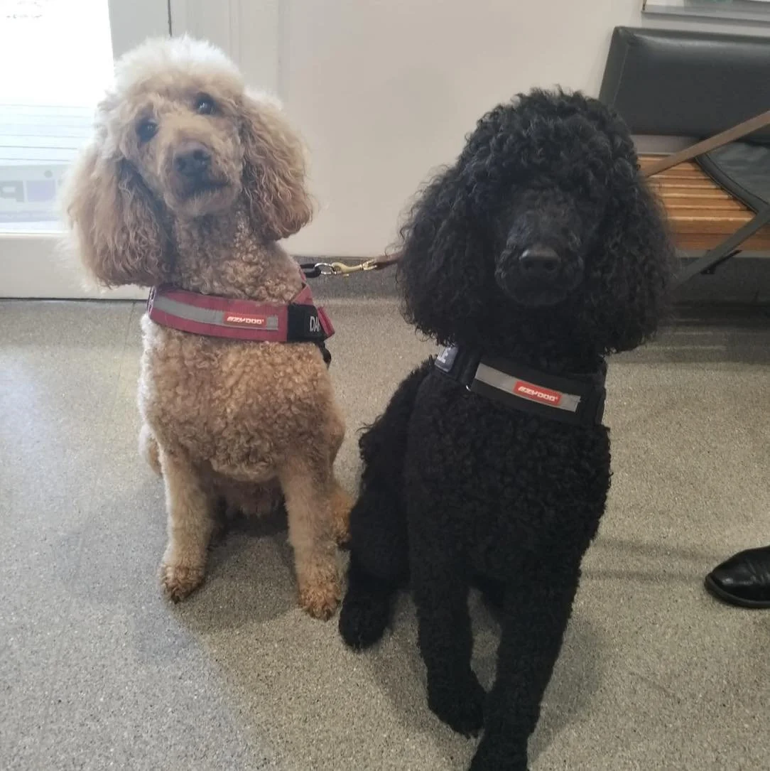 Tillie and Darcy, 2 gorgeous standard poodles that loved their treats in clinic. ❤️🐾🐾

#warbystreetvet #wangaratta #warbystreetveterinaryhospital #vetclinic