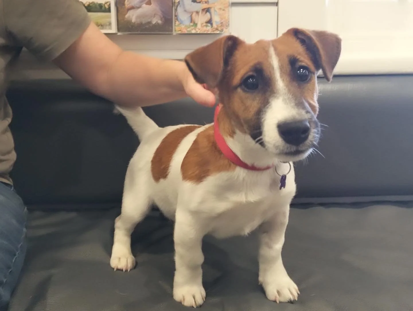 Meet Tex, our little miracle patient, who survived after a kick to the head from a horse! Ouch!

He&rsquo;s one tough boy, and we&rsquo;re so happy to see his bright personality shining through as he continues to heal. 

#warbystreetvet #wangaratta #
