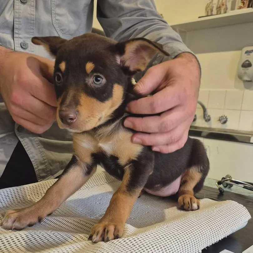 These beautiful 7-week-old Kelpie puppies visited us for their first vaccinations, microchips and health checks. 🐾

A thorough health check allows us to pick up any concerns early and make sure each puppy is growing exactly as they should be before 