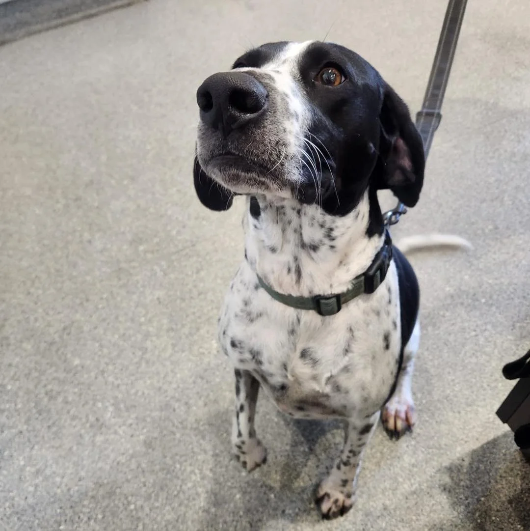Meet Maggie 🐾

This gorgeous Harrier X has two great loves in life&hellip; treats and whoever is holding them. 🤭🍖

Sit, stay, smile for the camera? Easy done when treats are involved! 💕

#warbystreetvet #wangaratta #warbystreetveterinaryhospital 