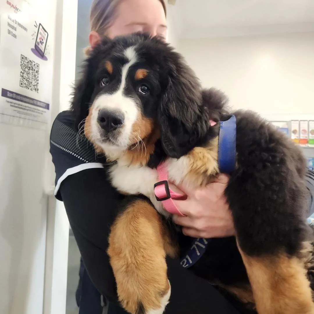 ZIGGY &amp; KITTY 🐾🐾

We sure do love a Bernese Mountain Dog! 😍

#warbystreetvet #wangaratta #warbystreetveterinaryhospital #vetclinic #bernesemountaindog