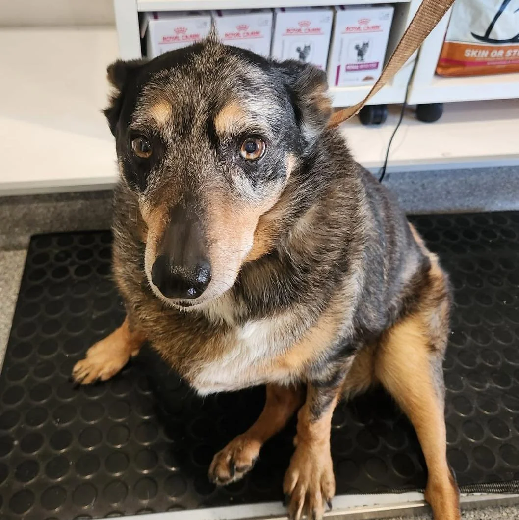 ROSIE 🌸

Rosie is a Coolie X Heeler and she has a pretty cool little mohawk! 

#warbystreetvet #wangaratta #warbystreetveterinaryhospital #vetclinic