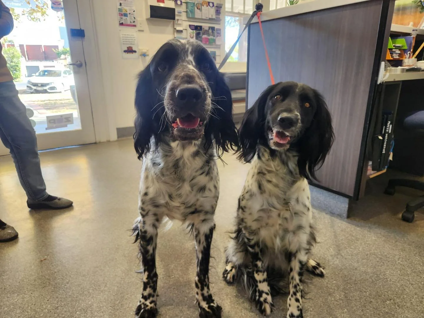 We were all very excited to meet Phantom and Tara - 2 beautiful large Musterlanders. 

They are a smoochy duo, who love cuddles and treats. 🐾🐾

#warbystreetvet #wangaratta #warbystreetveterinaryhospital #vetclinic #musterlander