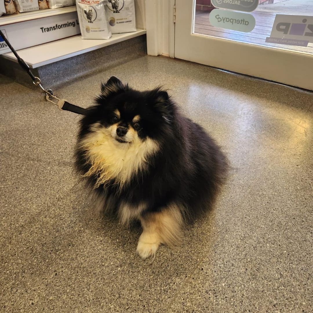 Glamorous Gizmo the Pomeranian recently visited the clinic for a lump removal from his nose. ✨🐾

This brave little guy took it all in his stride and soaked up plenty of cuddles from the team along the way. 

Lump checks and early removal can be impo