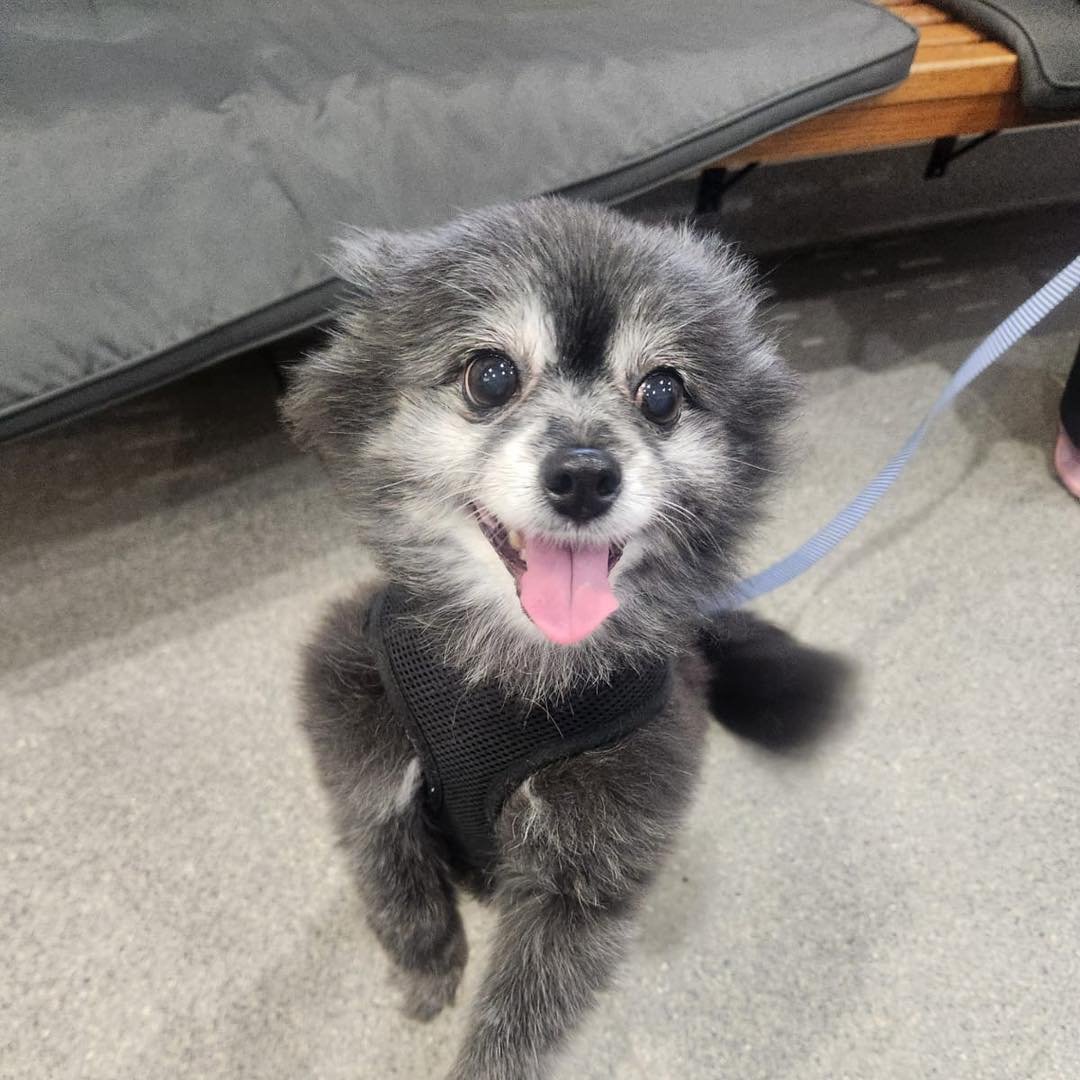Sweet little Koda recently visited the clinic for her annual blood tests and health check. 🩺🐾

At 10.5 years young, this gorgeous Pomeranian is on ongoing meloxicam to help manage her arthritis and keep her feeling comfortable and mobile.

For pets