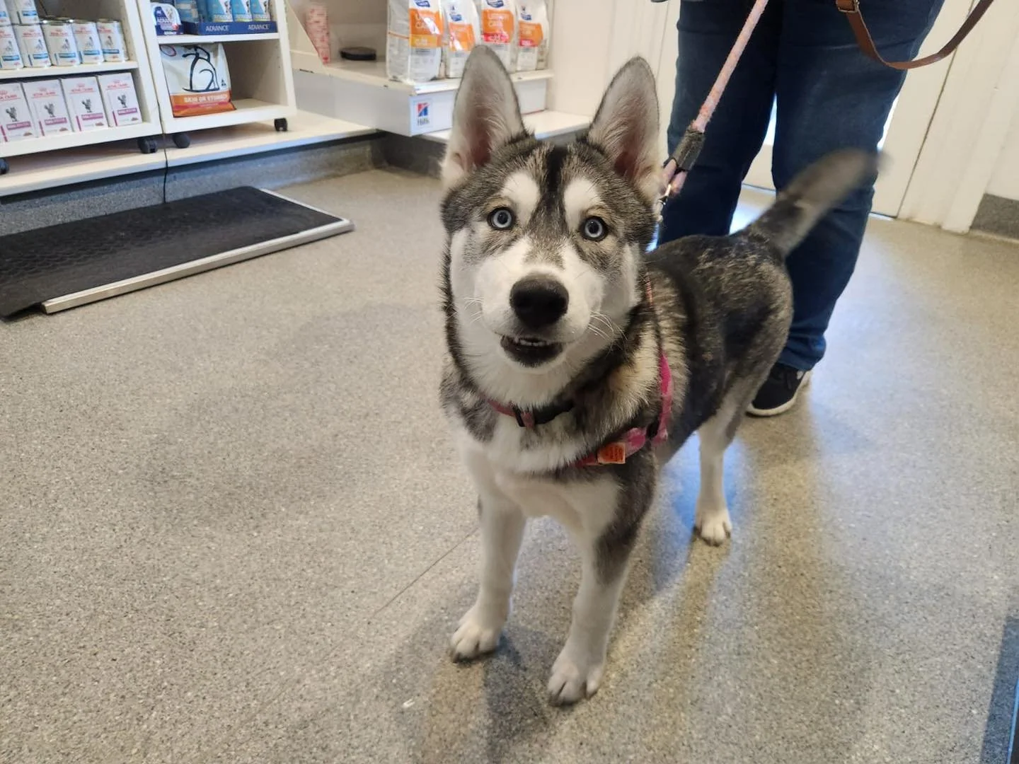 ✨ Meet TALA ✨

She visited the clinic recently for her 3rd puppy vaccination. 

What a sweetie! 🩵

#warbystreetvet #wangaratta #warbystreetveterinaryhospital #vetclinic
