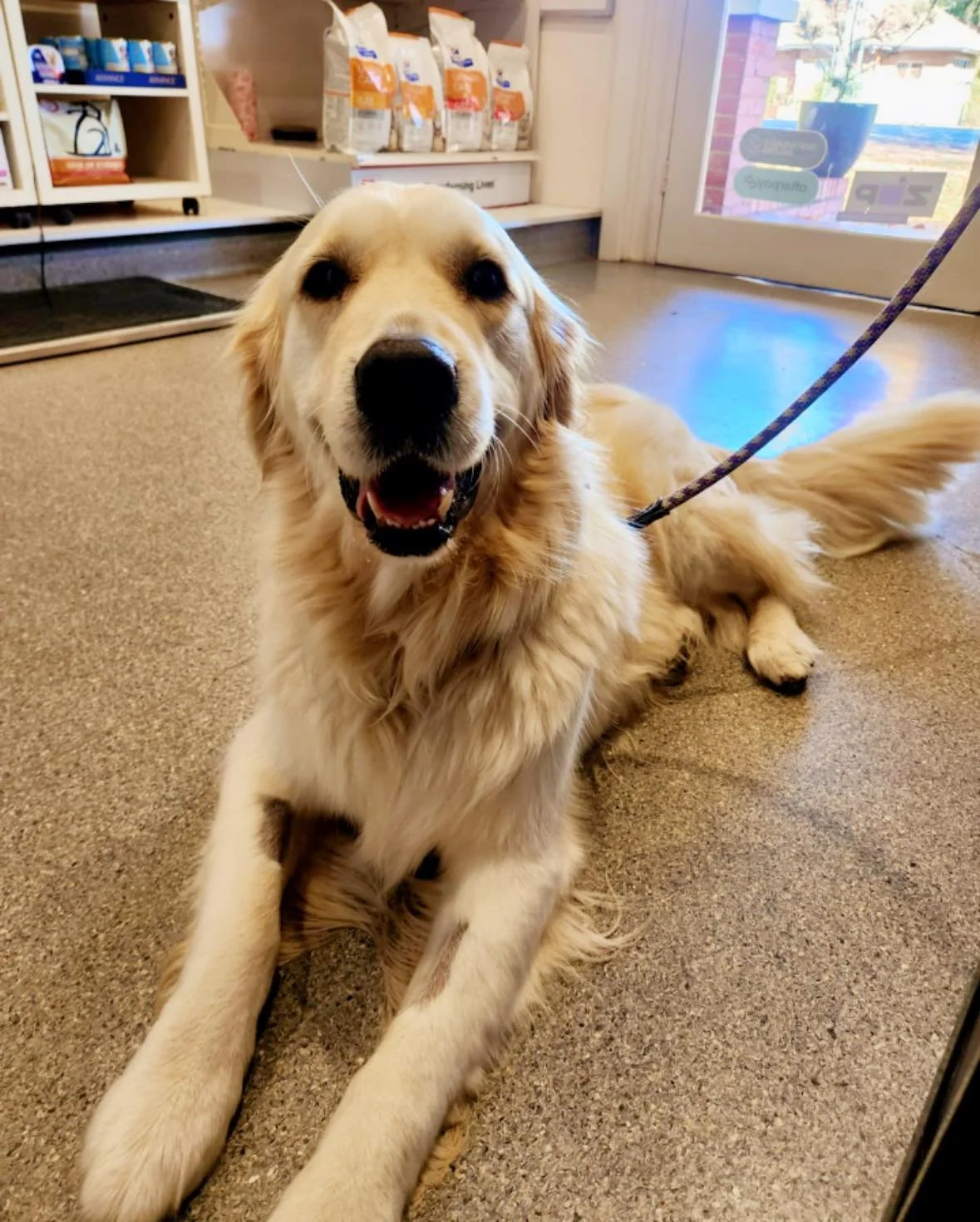 Meet Milo 🐾💛

This beautiful 6.5 year old Golden Retriever recently visited the clinic for his first Synovan injection to help manage his arthritis and keep him feeling comfortable and active.

Not only is Milo a gorgeous patient with the sweetest 